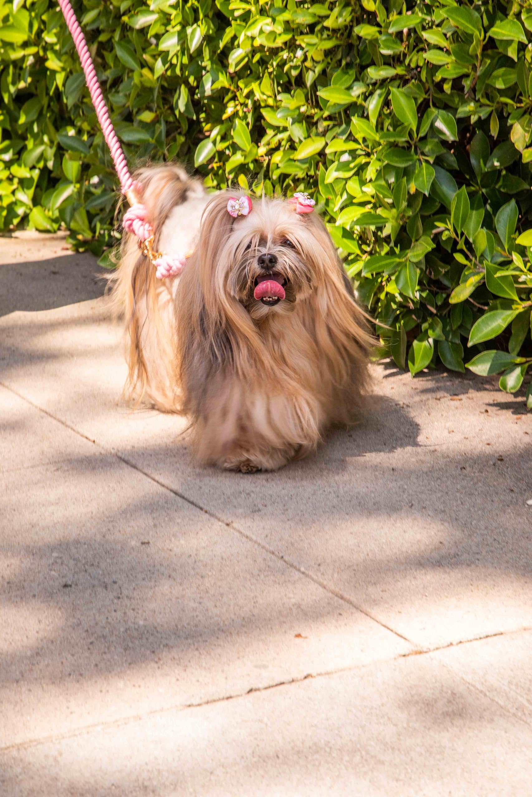 Glow Pups Dog Collar, Ombre Braided Rope Slip Collar For Dogs, Handmade, Durable, Adjustable Fit, Stylish Rope Design, Gold-Colo