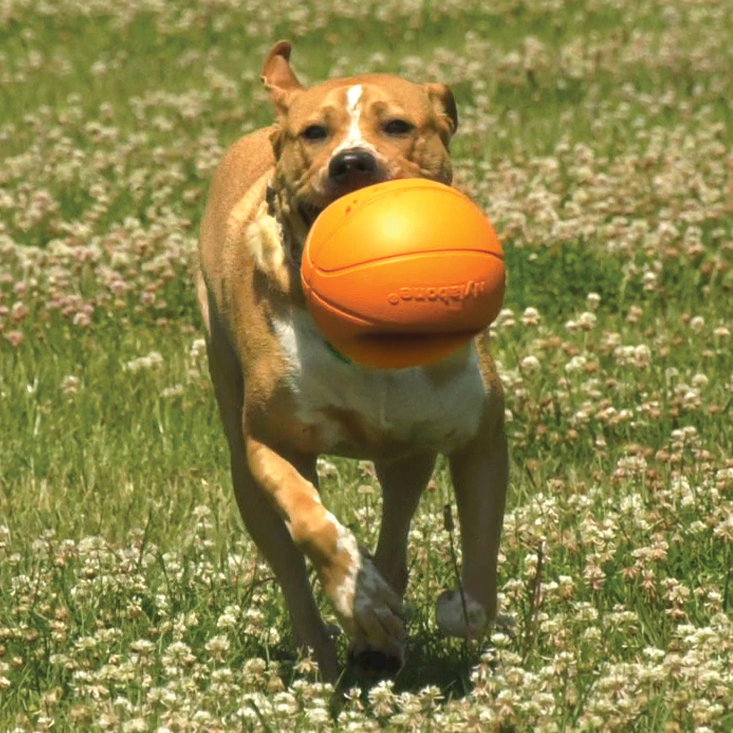 Nylabone Power Play Dog Basketball B-Ball Gripz Basketball Large (1 Count)