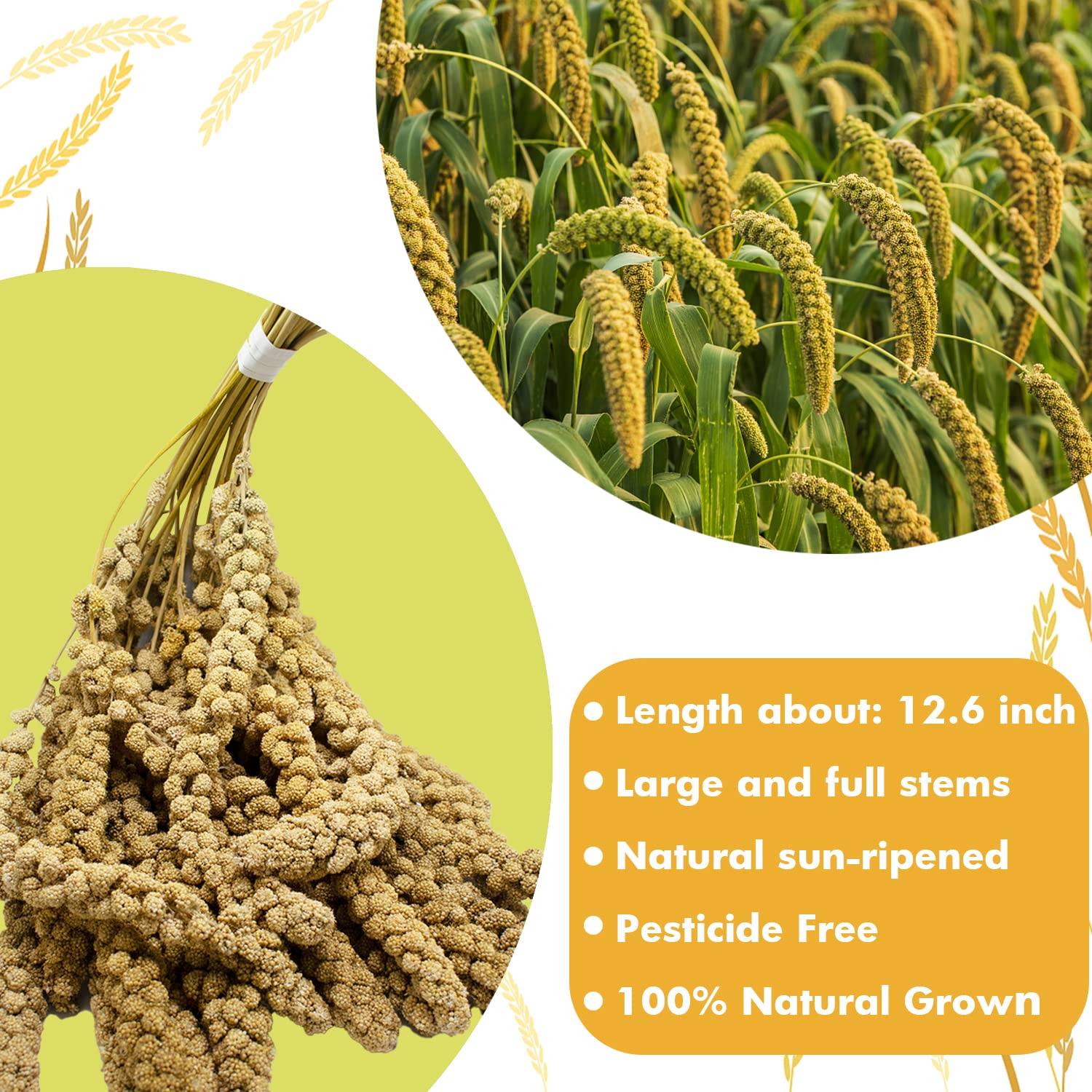 Jmxus 1LB Spray Millet Treat for Birds Parakeets, Natural Sun-Dried Birds Millet for Cockatiel, Budgie, Finches, Parrots, Hamst