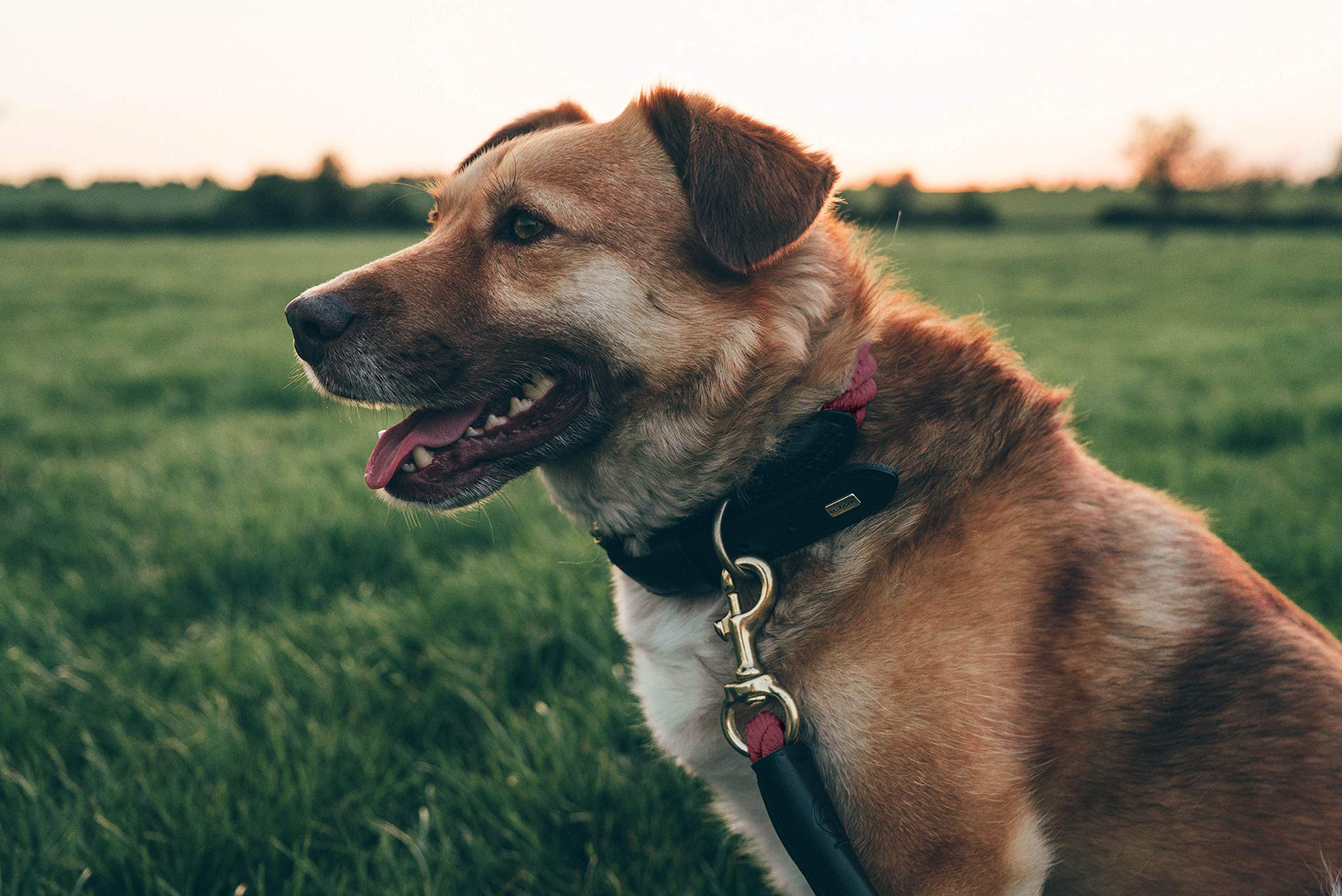 Embark Pets Country Dog Rope Collar - Braided Cotton And Thick Leather Dog Collar For Large Dogs - Durable Dog Collars For Large