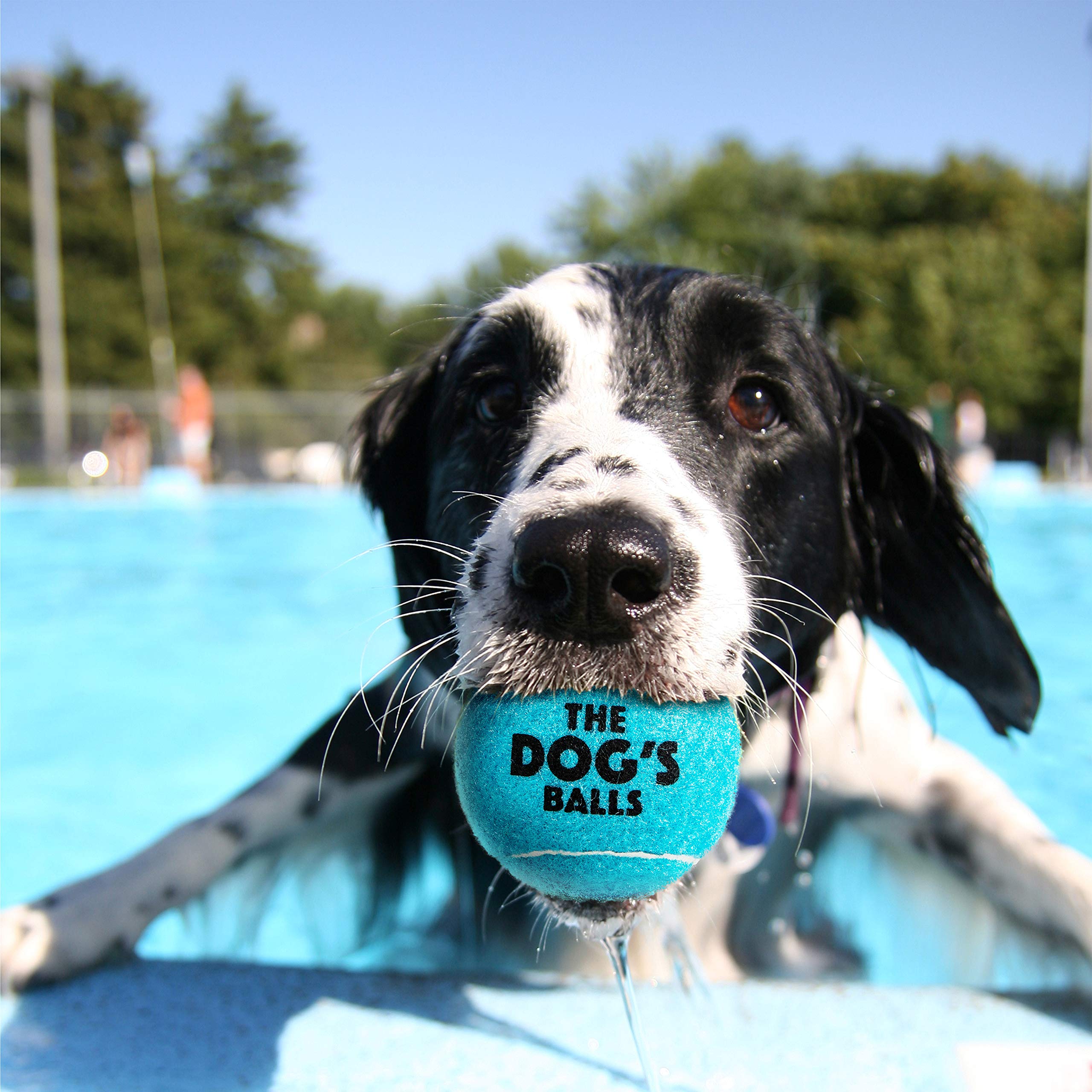 The Dog'S Balls, Dog Tennis Balls, 12-Pack Blue Dog Toy, Strong Dog & Puppy Ball For Training, Play, Exercise & Fetch