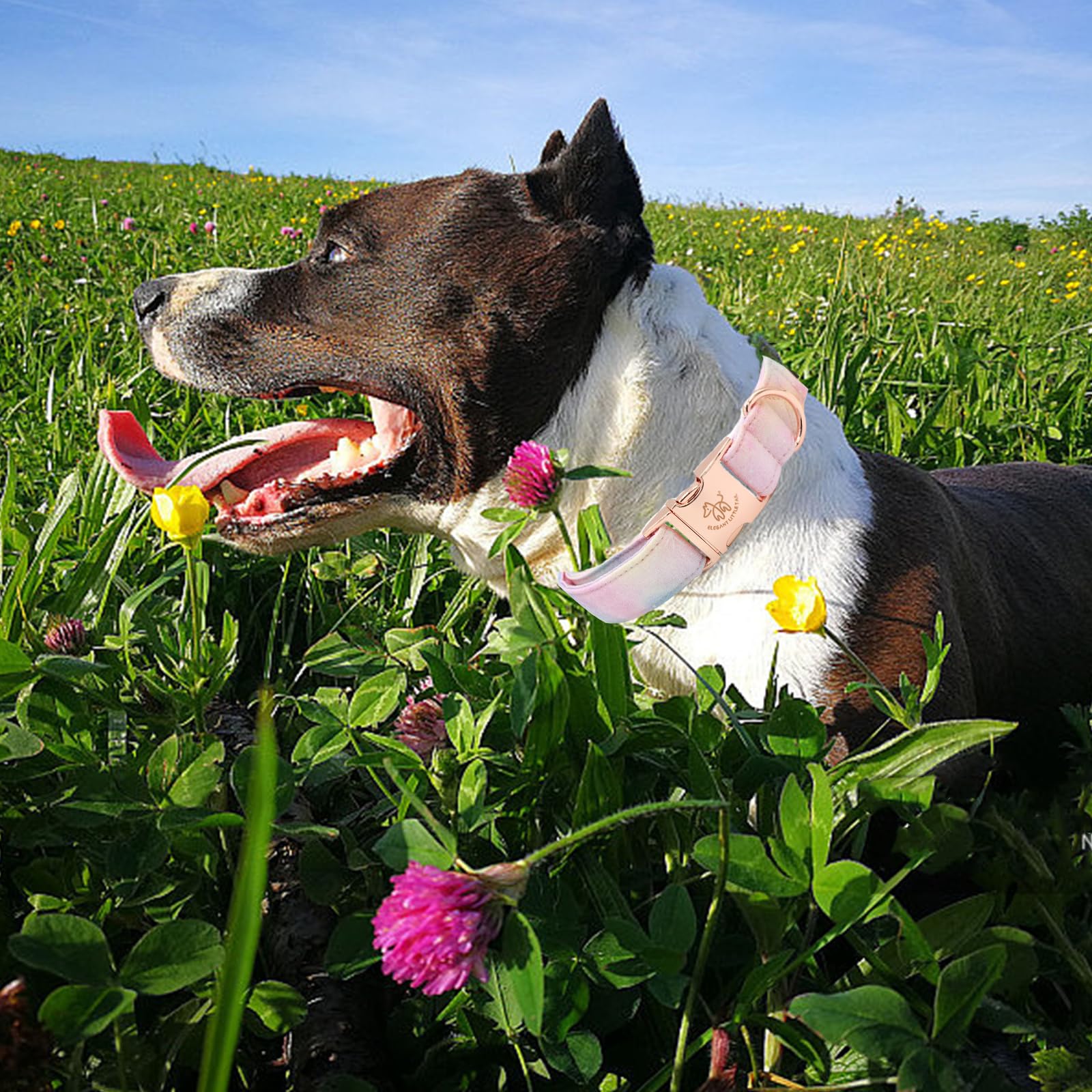 Elegant Little Tail Cotton Dog Collar - Colorful Summer Collar With Metal Buckle For Large Dogs