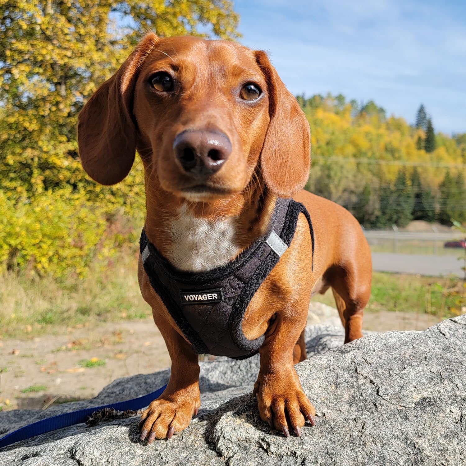 Voyager Step-In Plush Dog Harness - Soft Plush, Step In Vest Harness For Small And Medium Dogs By Best Pet Supplies - Harness (B