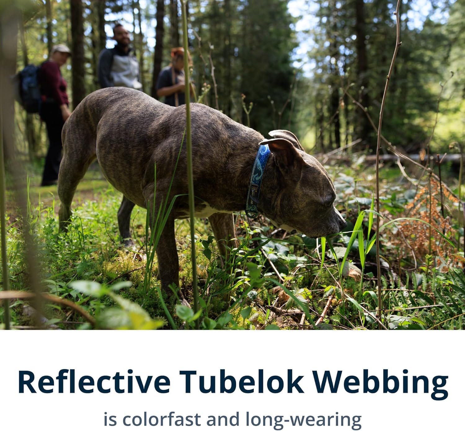 Ruffwear, Crag Dog Collar, Reflective And Comfortable Collar For Everyday Use, Canyon Oxbow, 14''-20''