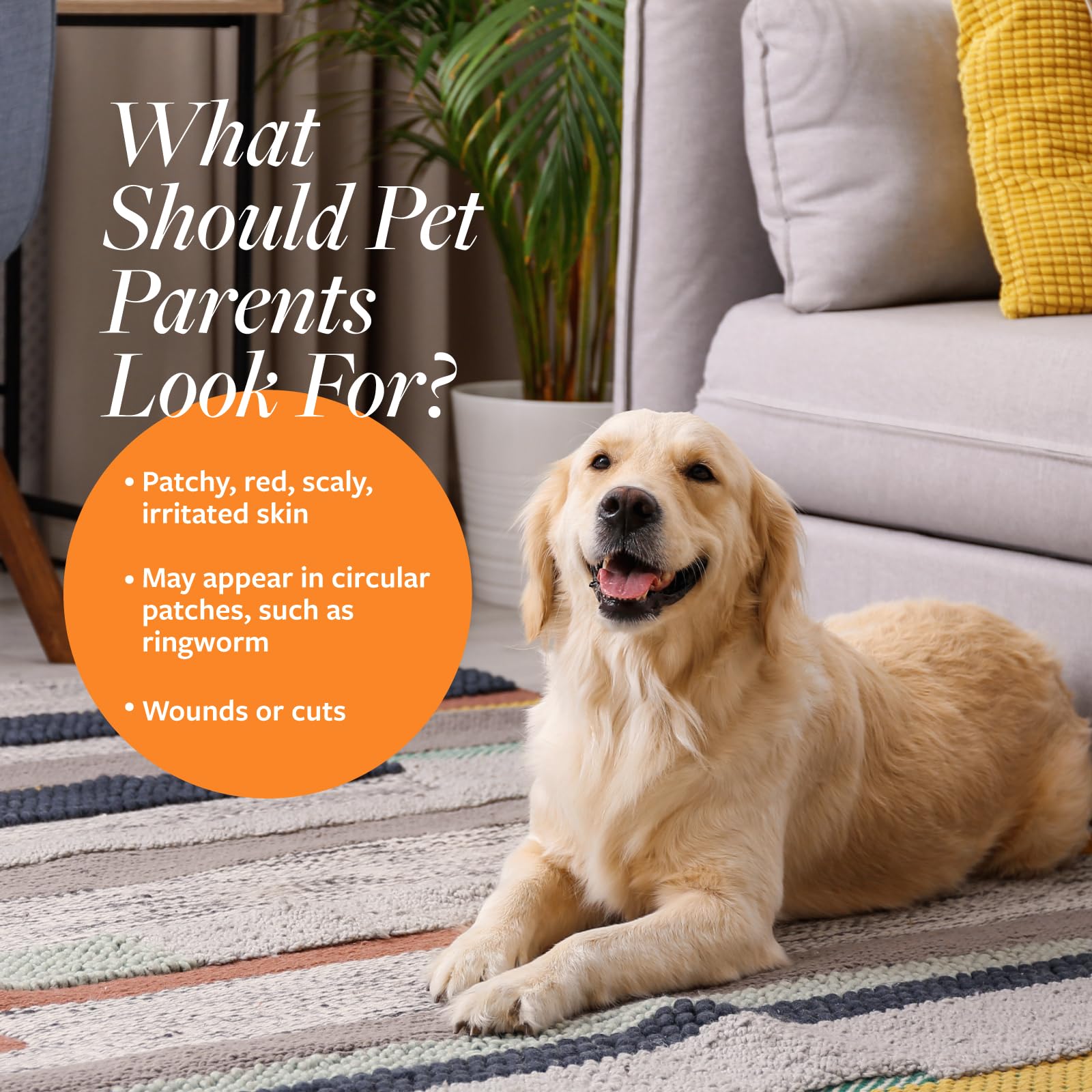 Veterinary Formula Antiseptic & Antifungal Medicated Shampoo for Dogs & Cats, 16 Fl Oz (Pack of 2) - Paraben & Soap-Free