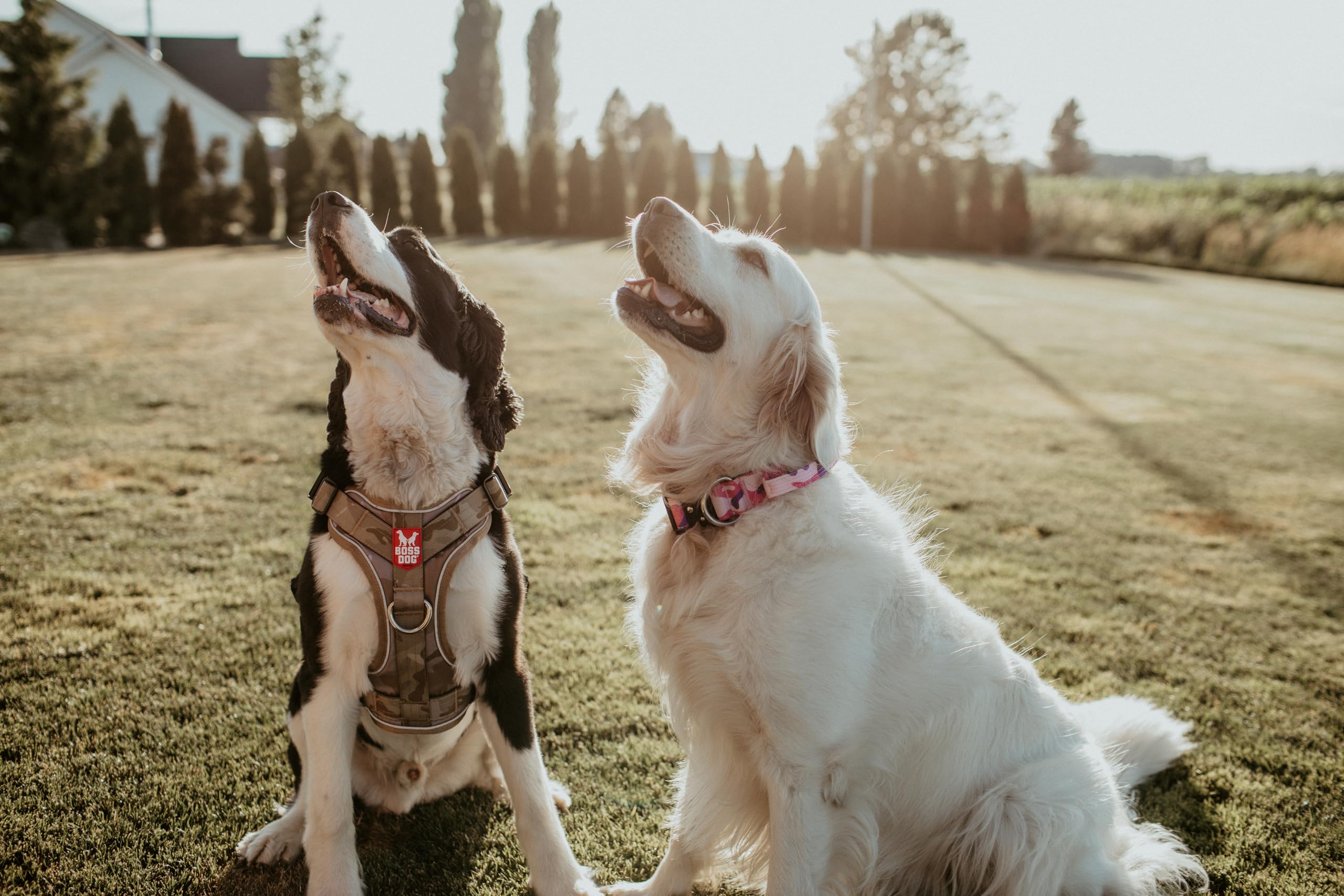 Boss Dog Tactical Harness, Camo, X-Large