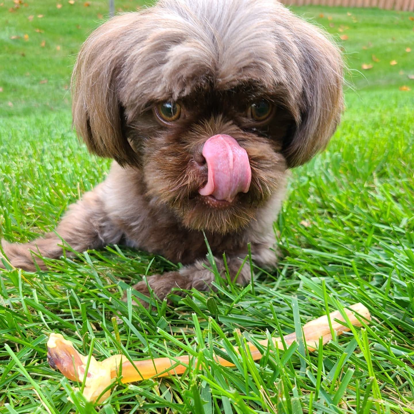 hotspot pets Beef Tendon Chews for Dogs (10 Pack) - 8 Inch All Natural, Free-Range, Grass-Fed Premium USDA Gambrol Beef Tendon S