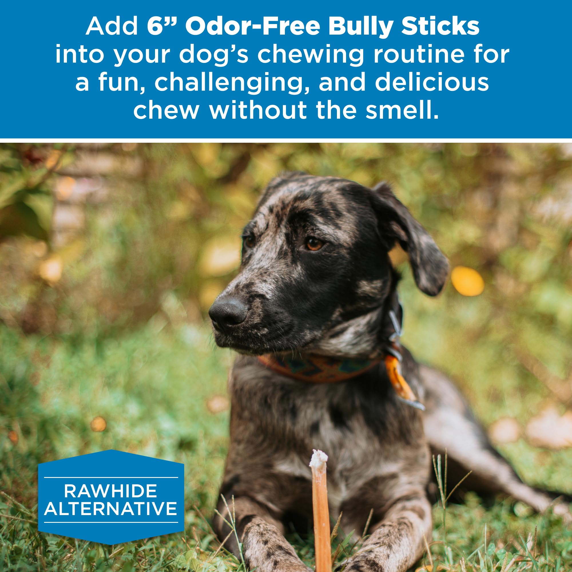 Best Bully Sticks 6 Inch Odor Free Bully Sticks for Dogs, 20 Pack, Bulk Bag 100% Natural, Grass-Fed Beef, Digestible Bully Bones