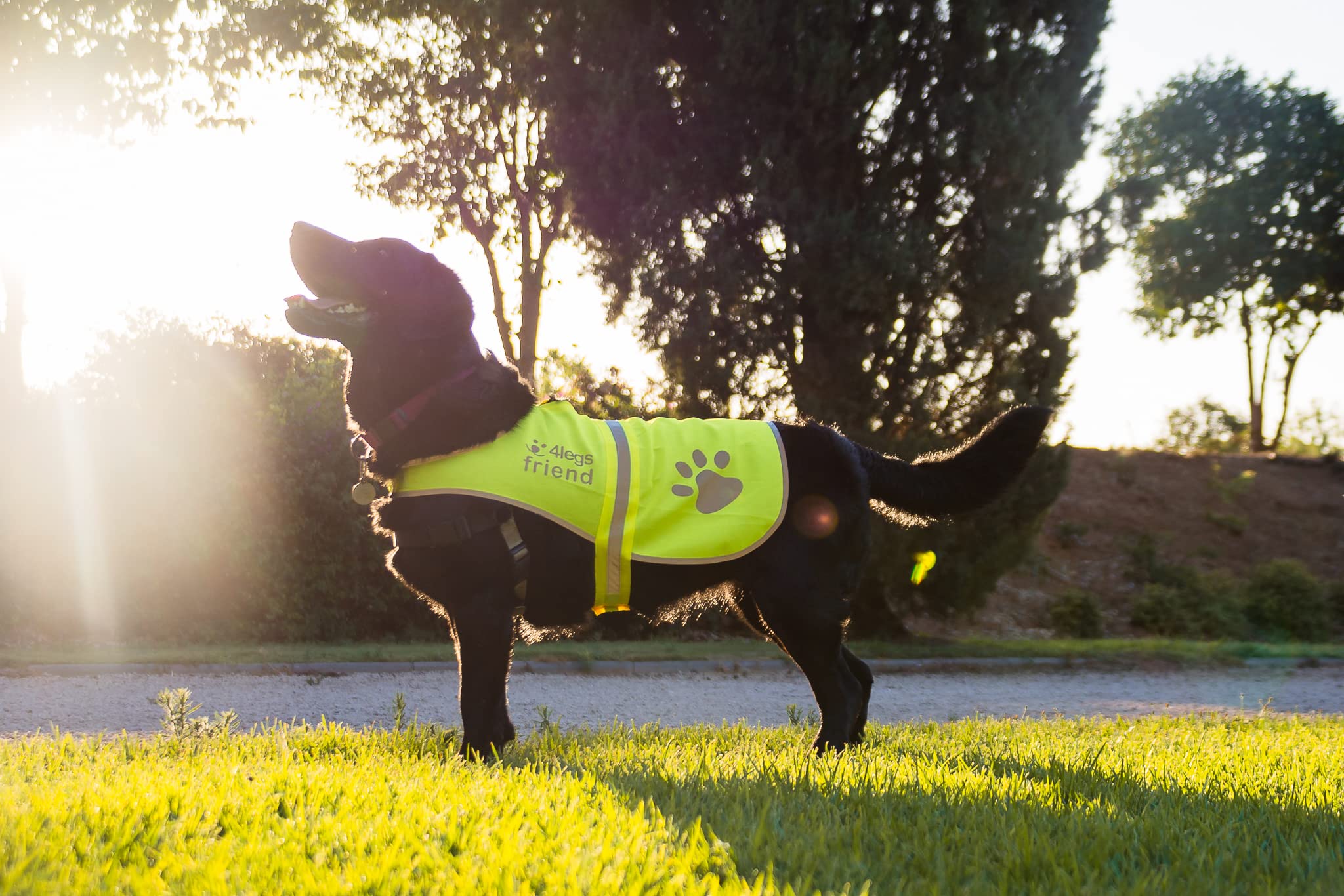 4LegsFriend Safety Reflective Vest for Dogs - High Visibility for Outdoor Activity Day and Night, Protect Your Pet from Cars & H