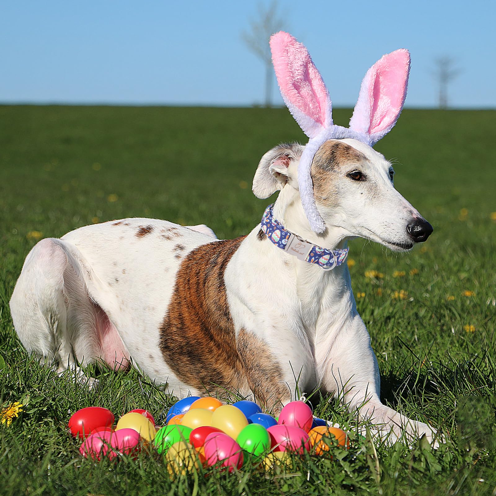 Babole Pet Easter Dog Collar, Cute Easter Bunny Eggs Pet Collar With Metal Buckel, Durable Adjustable Holiday Dog Collars For Sm