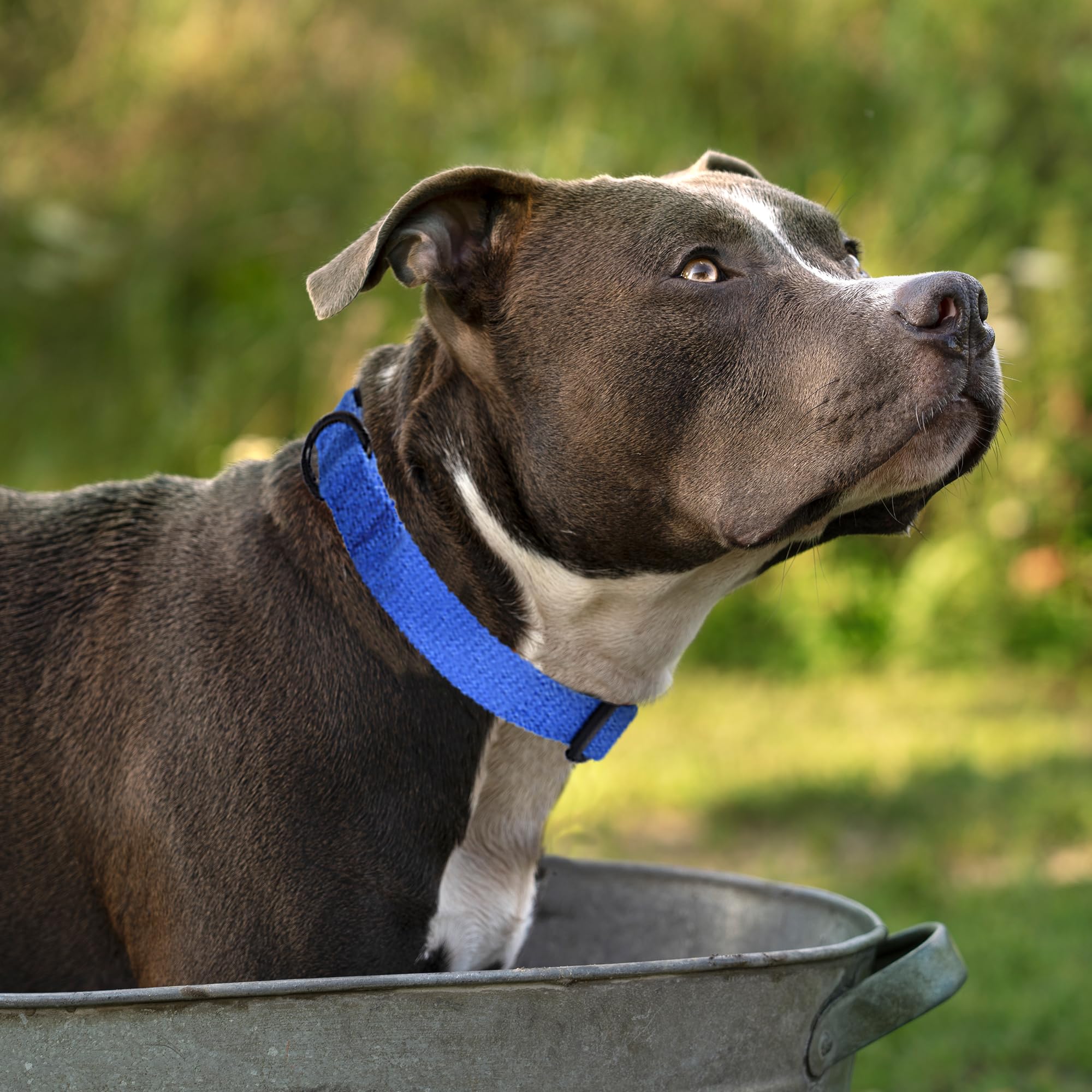 Mile High Life Soft & Strong Poly Cotton Adjustable Dog Collar With Quick Release Buckle For Small To Large Dogs(Blue, Small Nec