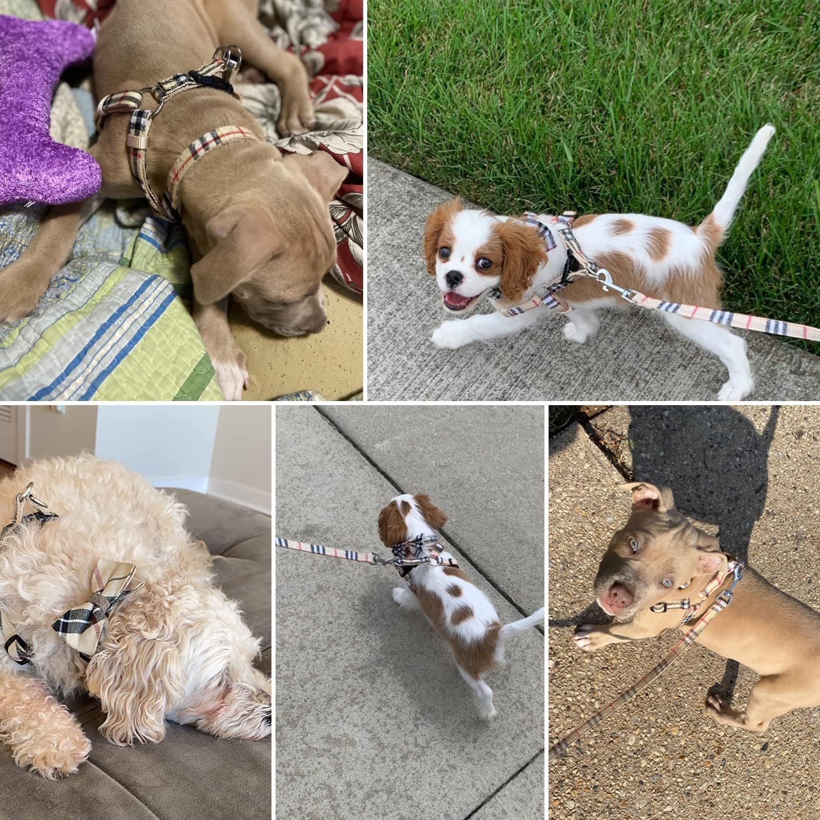 Bingpet Dog Harness Collar Leash Set,Adjustable No Pull Escape Proof Small Dog Harness,Classic Plaid Puppy Harness And Leash Set For Small Medium Large Dogs Training Easy Walk Running(Beige,S)