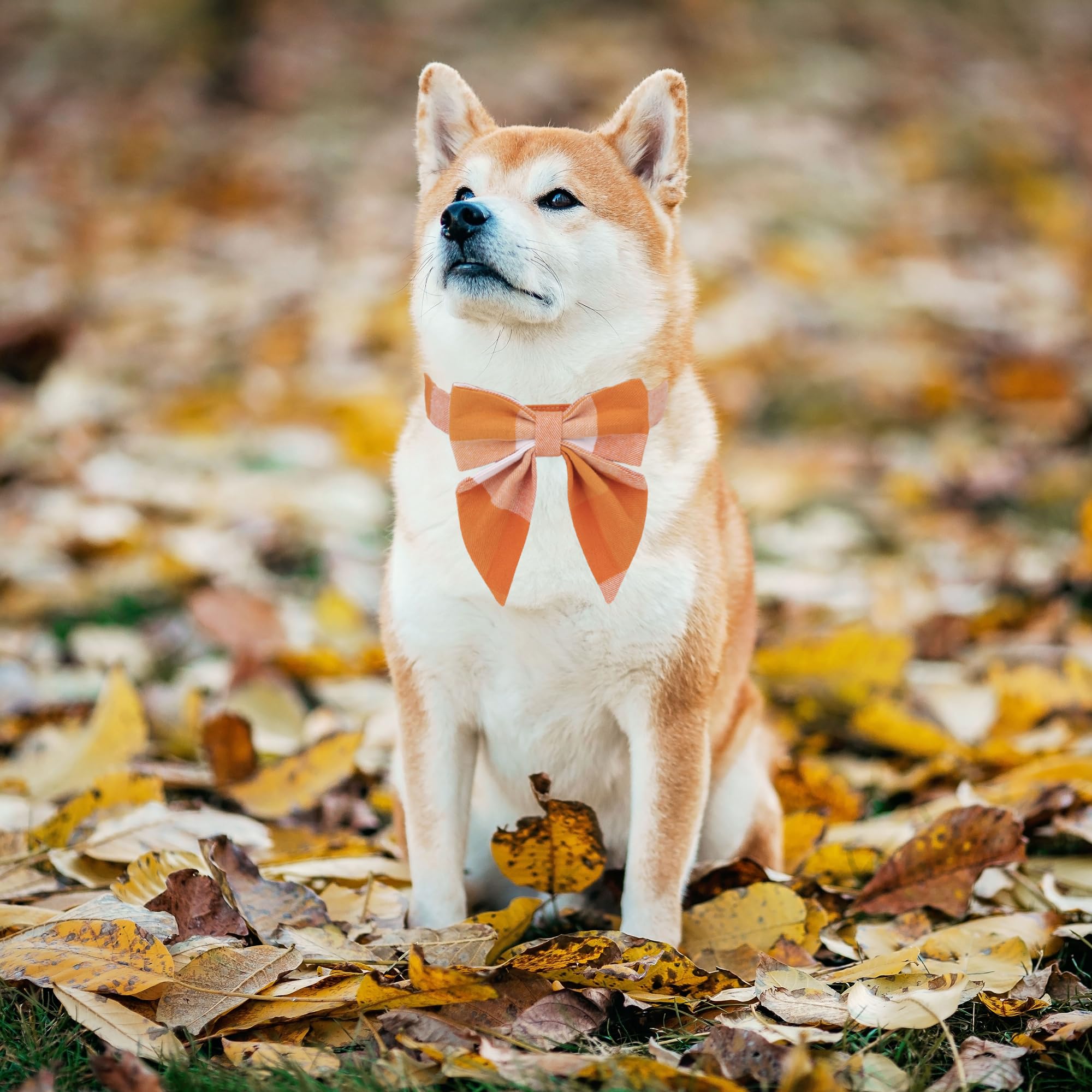 Adoggygo Fall Dog Collar With Bow, Halloween Thanksgiving Dog Bowtie Collar, Adjustable Orange Dog Fall Collars For Small Medium Large Dogs Pets (Medium, Fall)