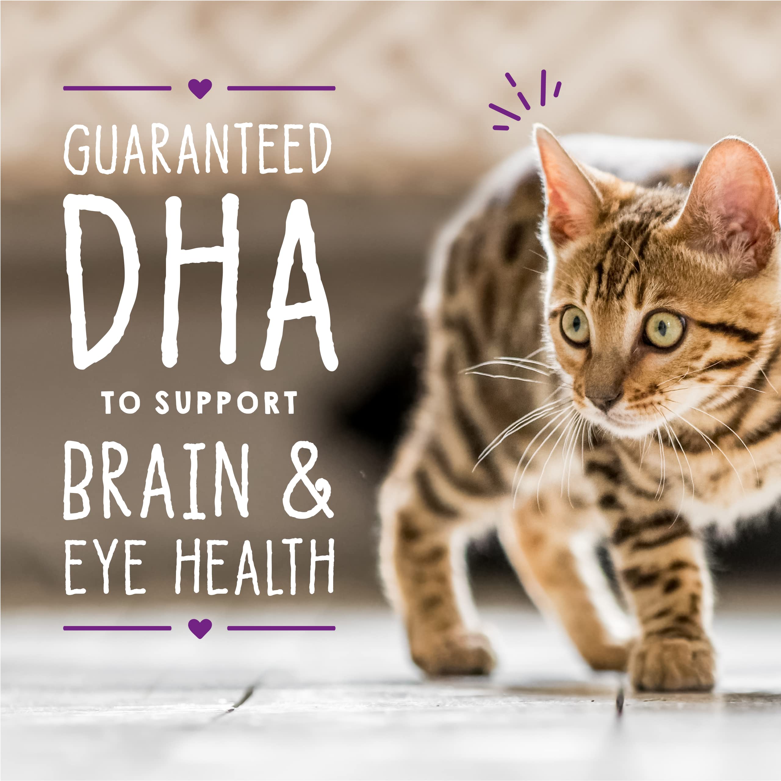 Stella & Chewys Carnivore Cravings Purrfect Pat   - Premium Grain-Free Wet Kitten Food - Chicken & Salmon Recipe - High Protein