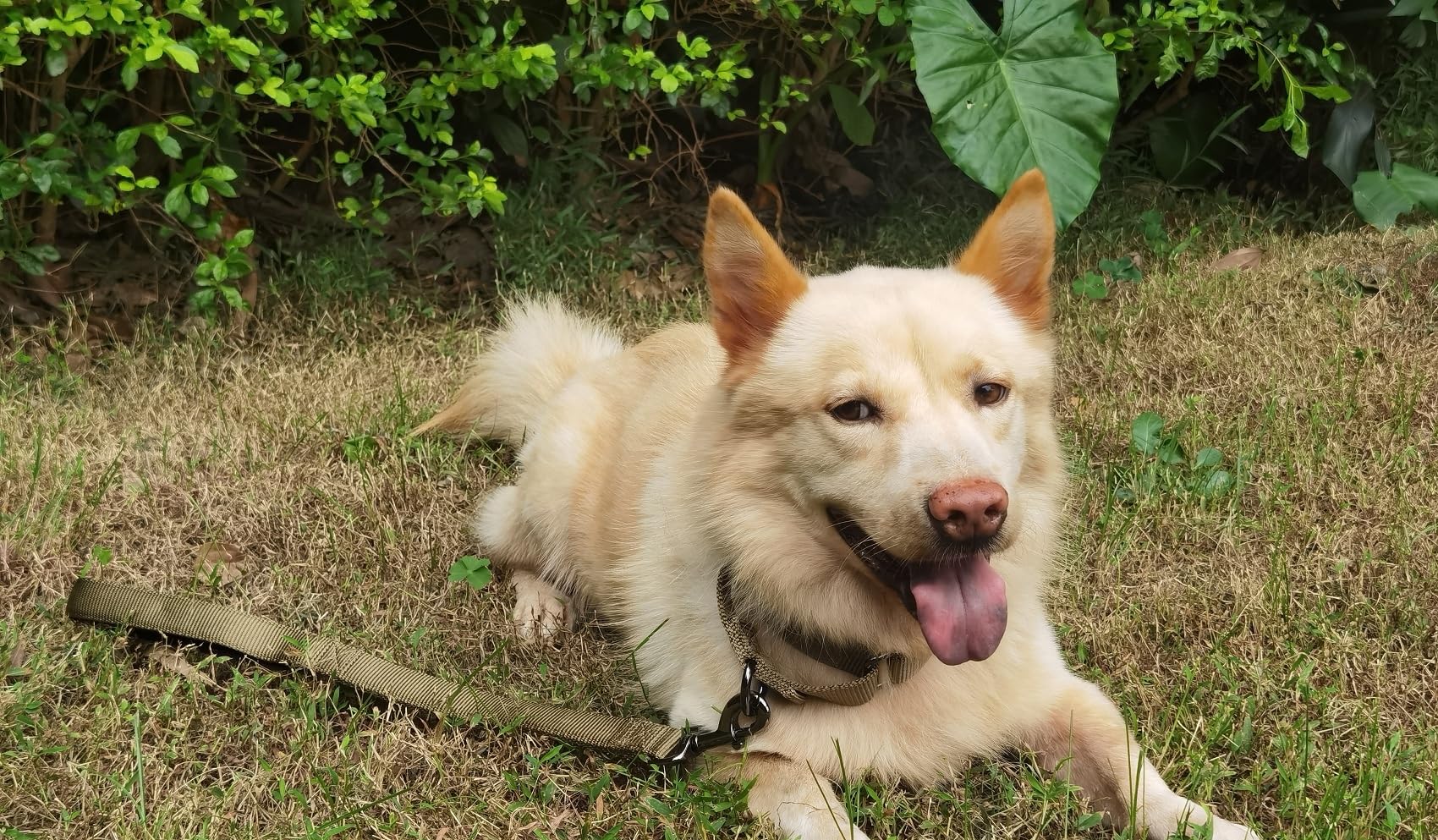 Cyclpet Premium Nylon Short Dog Leash With Soft Padded Handle & Heavy-Duty Clip-12 Inches / 18 Inches / 24 Inches Lead For Large