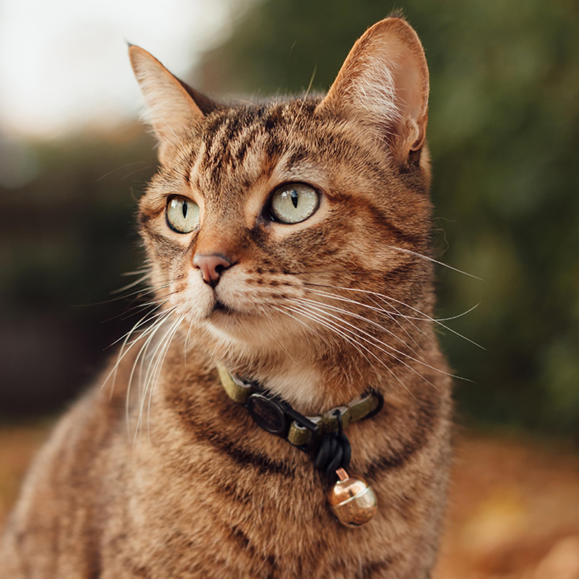 Beaus Bells - Recycled Cotton Cat Collar With Airtag Holder | Reflective, Anti-Fray, Water-Repellent, Breakaway Buckle (Graphite