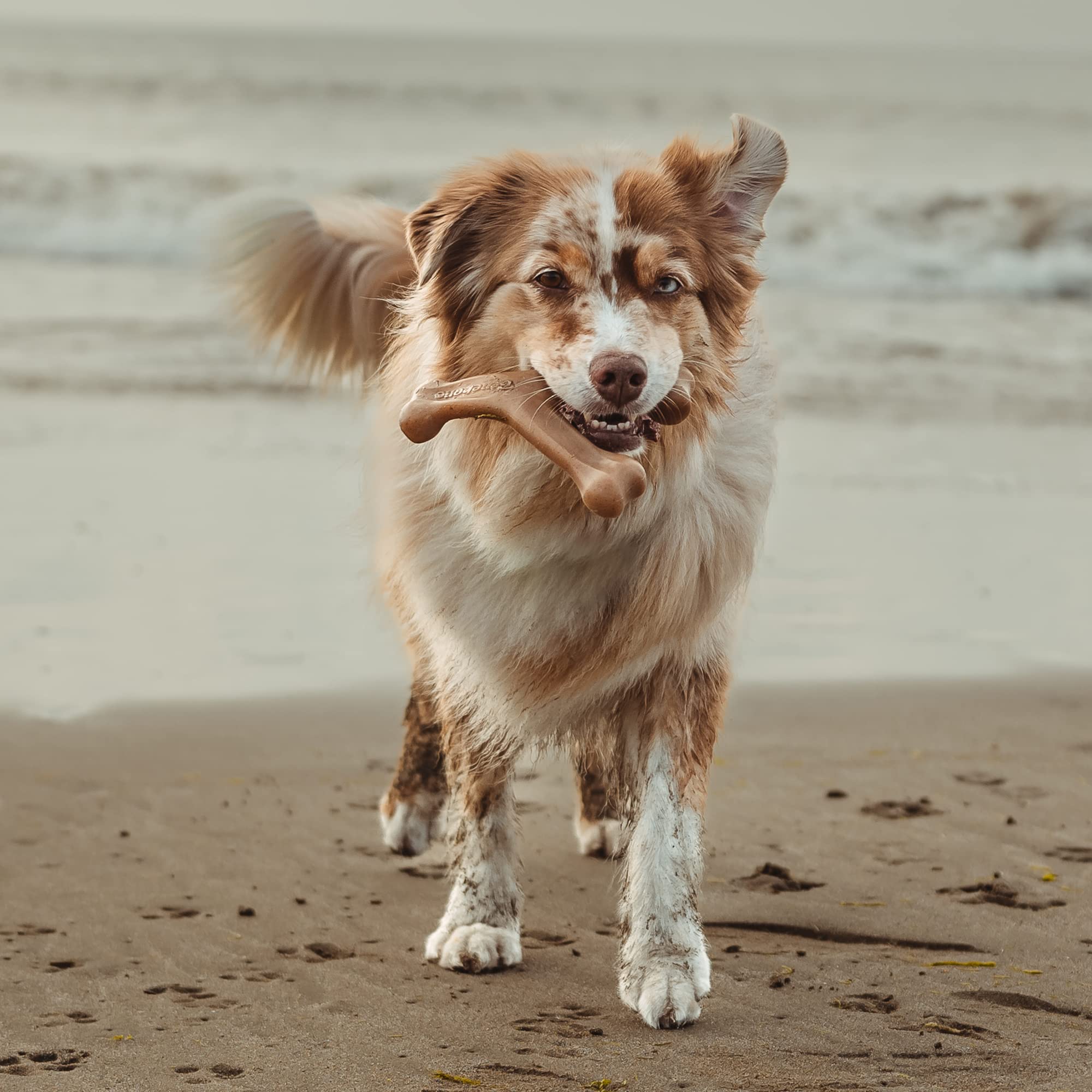 Benebone 2-Pack Fishbone/Wishbone Durable Dog Chew Toys, Real Fish, Real Bacon, Made In Usa, Medium