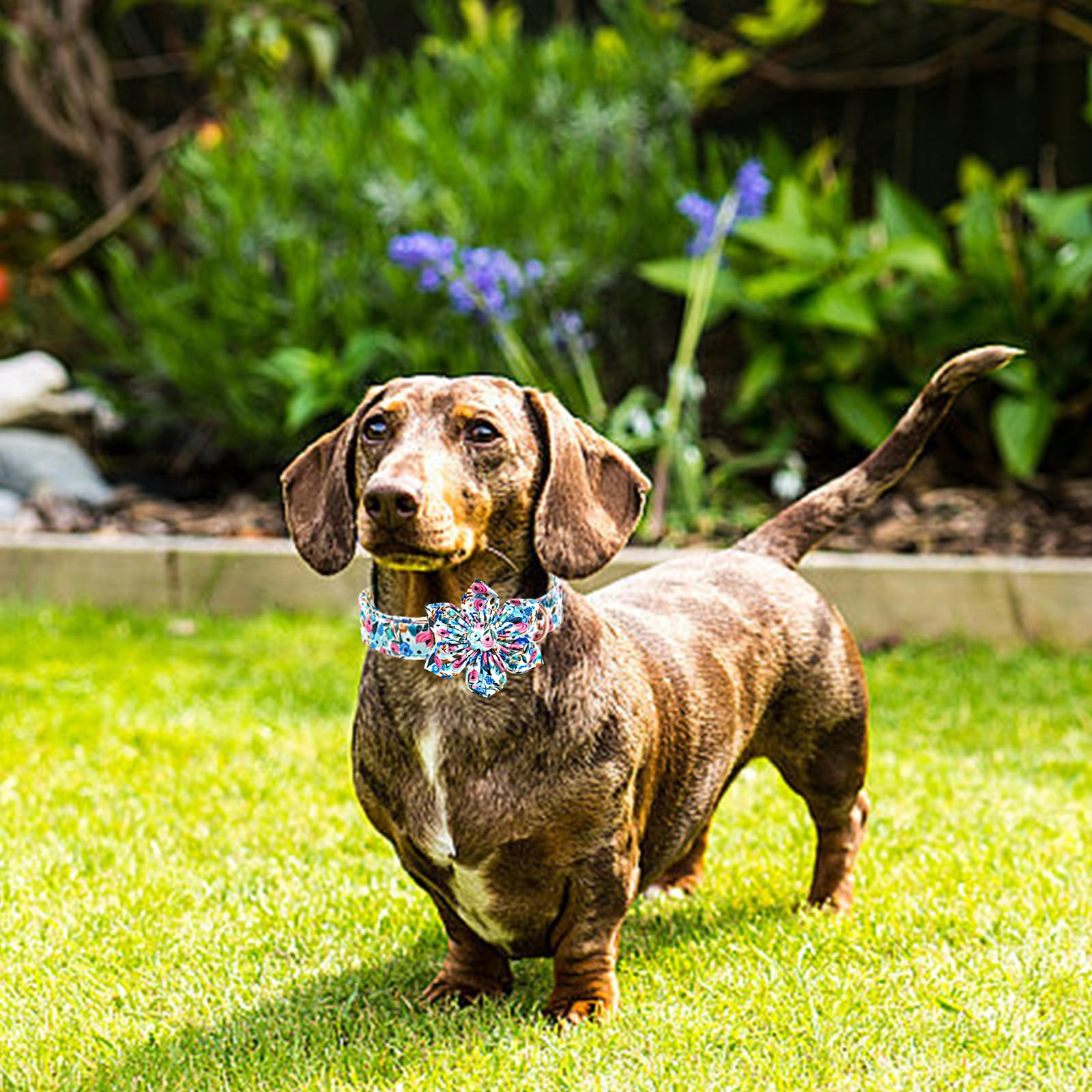 Lionheart Glory Floral Dog Collar with Flowers - Soft, Durable & Adjustable for Small Dogs