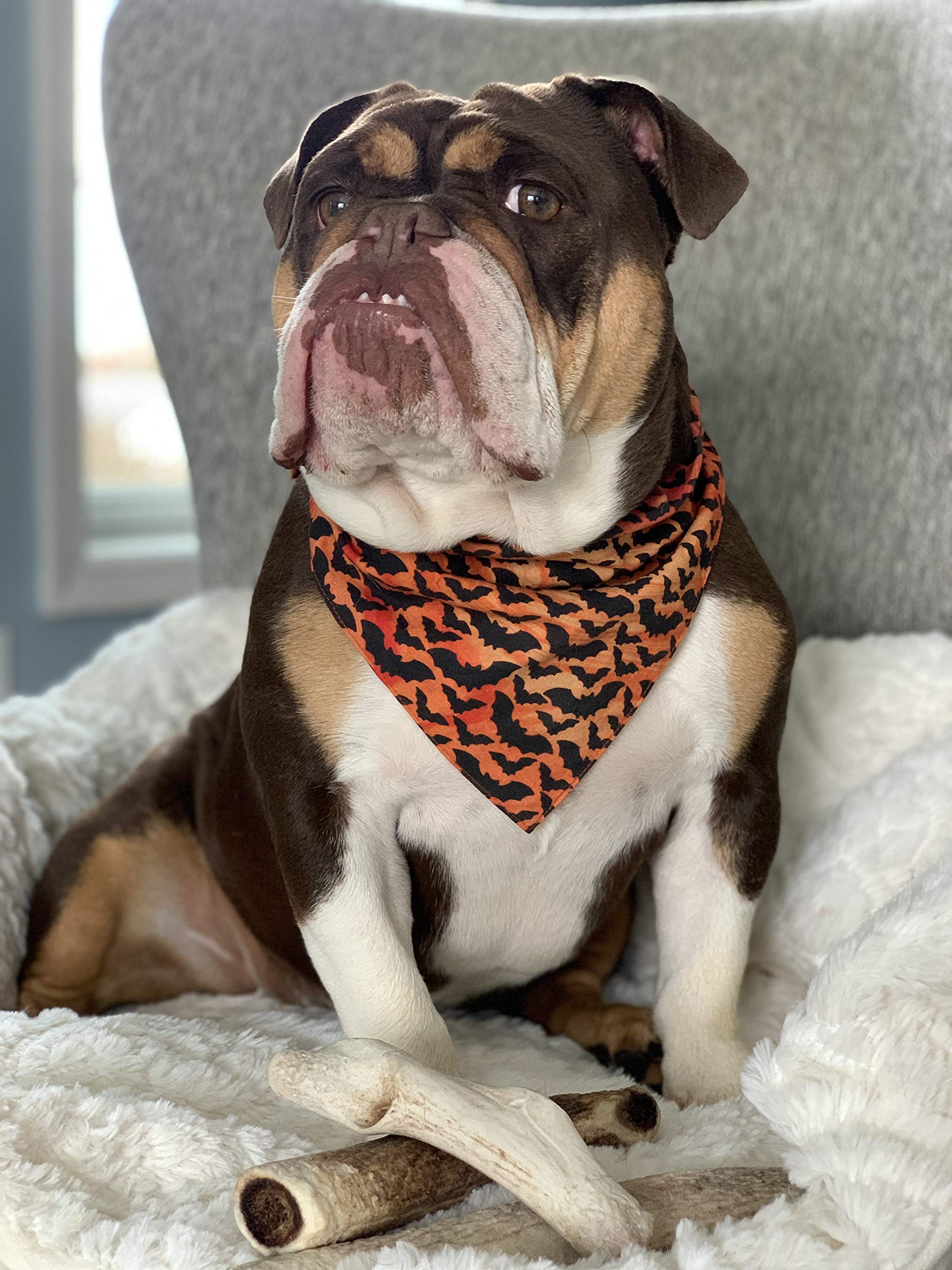 Perfect Pet Chews Deer Antler Dog Chew - Grade A, All Natural, Organic, and Long Lasting Treats - Made from Naturally Shed Antle