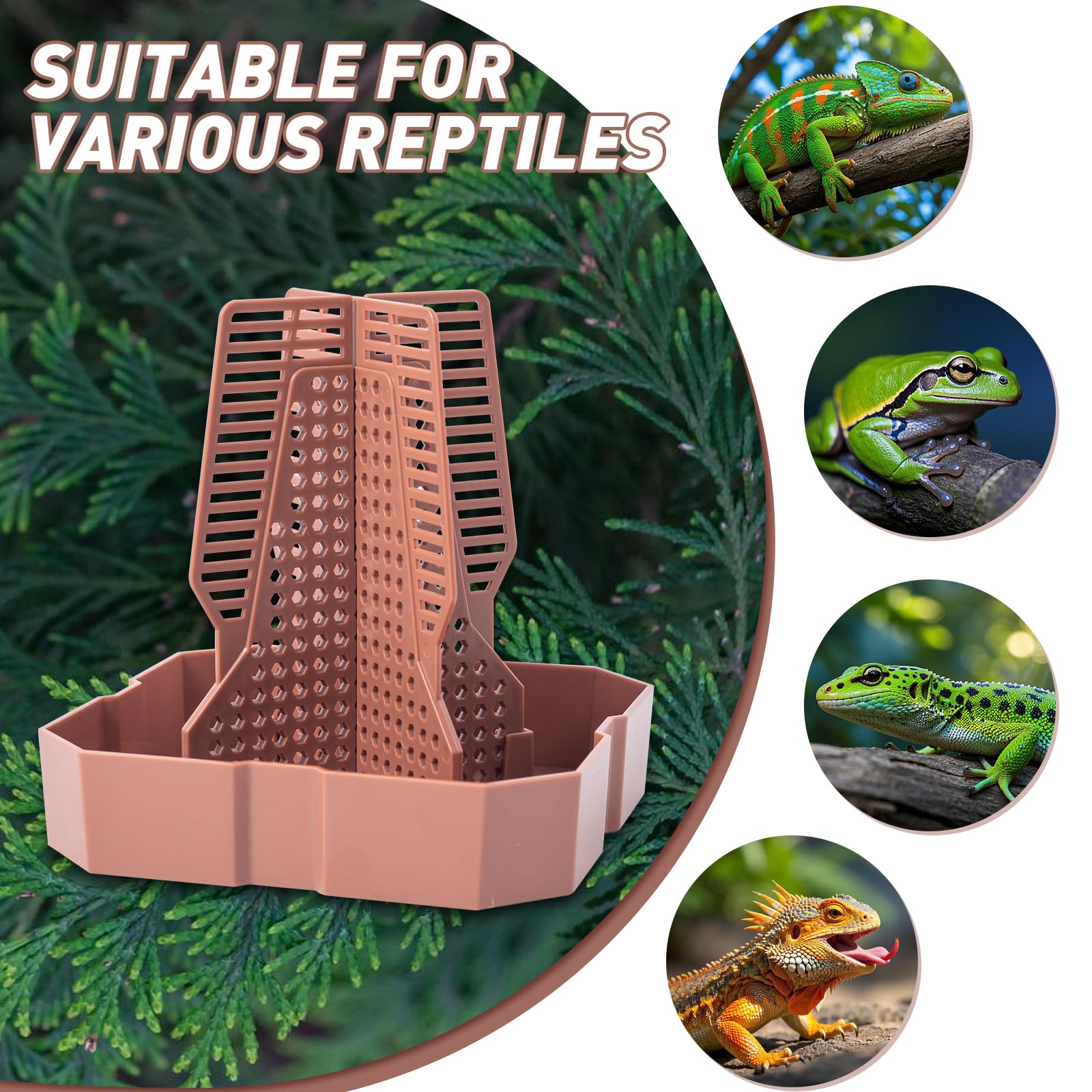 Reptile Feeder Bowls With Climbing Ladder For Chameleon,Bearded Dragon,Guardians Hunting Bugs Keep Training Terrarium Bowls For