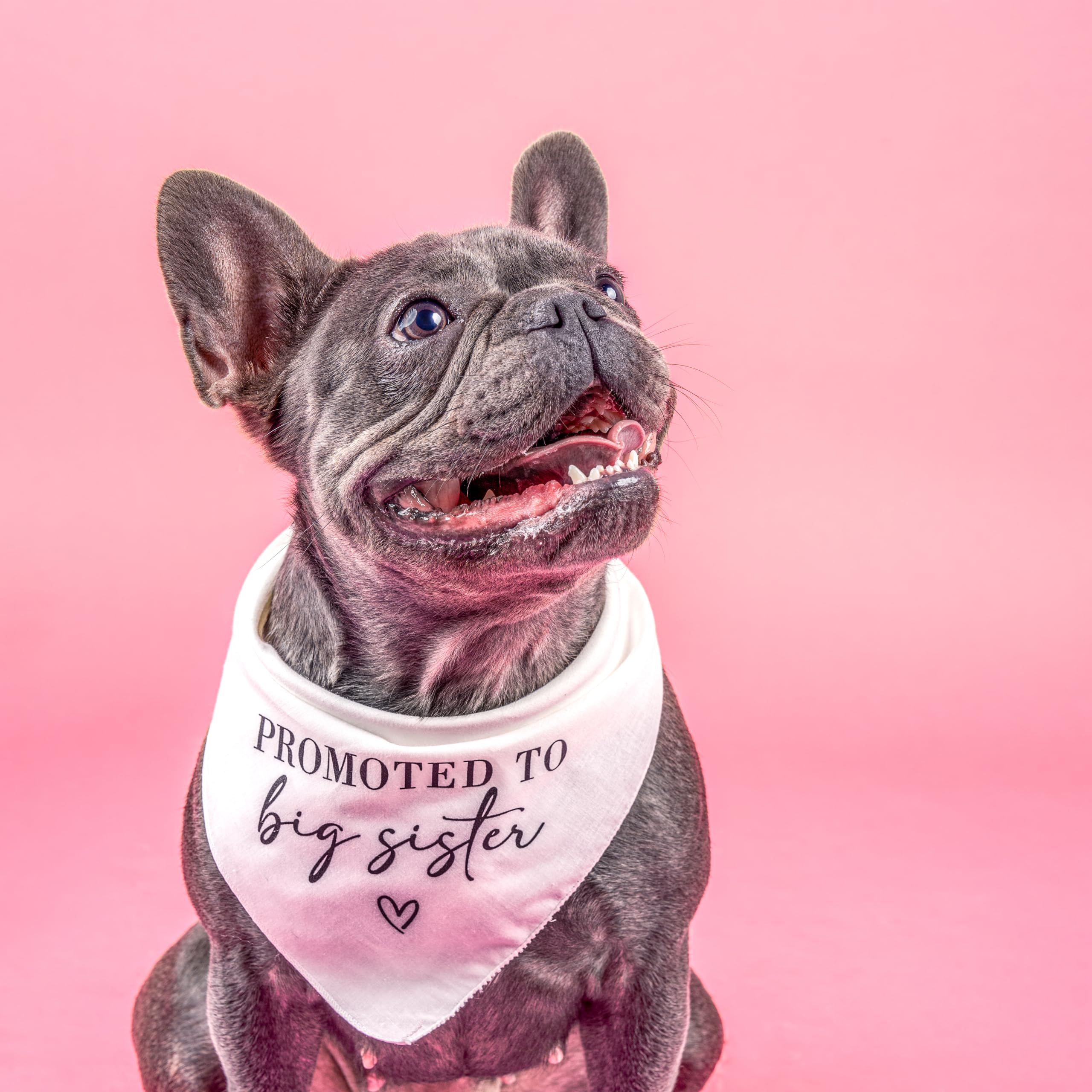 Promoted To Big Sister Dog Bandana | 100% Cotton Adjustable Triangle | Made In Usa | New Baby | Pregnancy Announcement Photoshoo