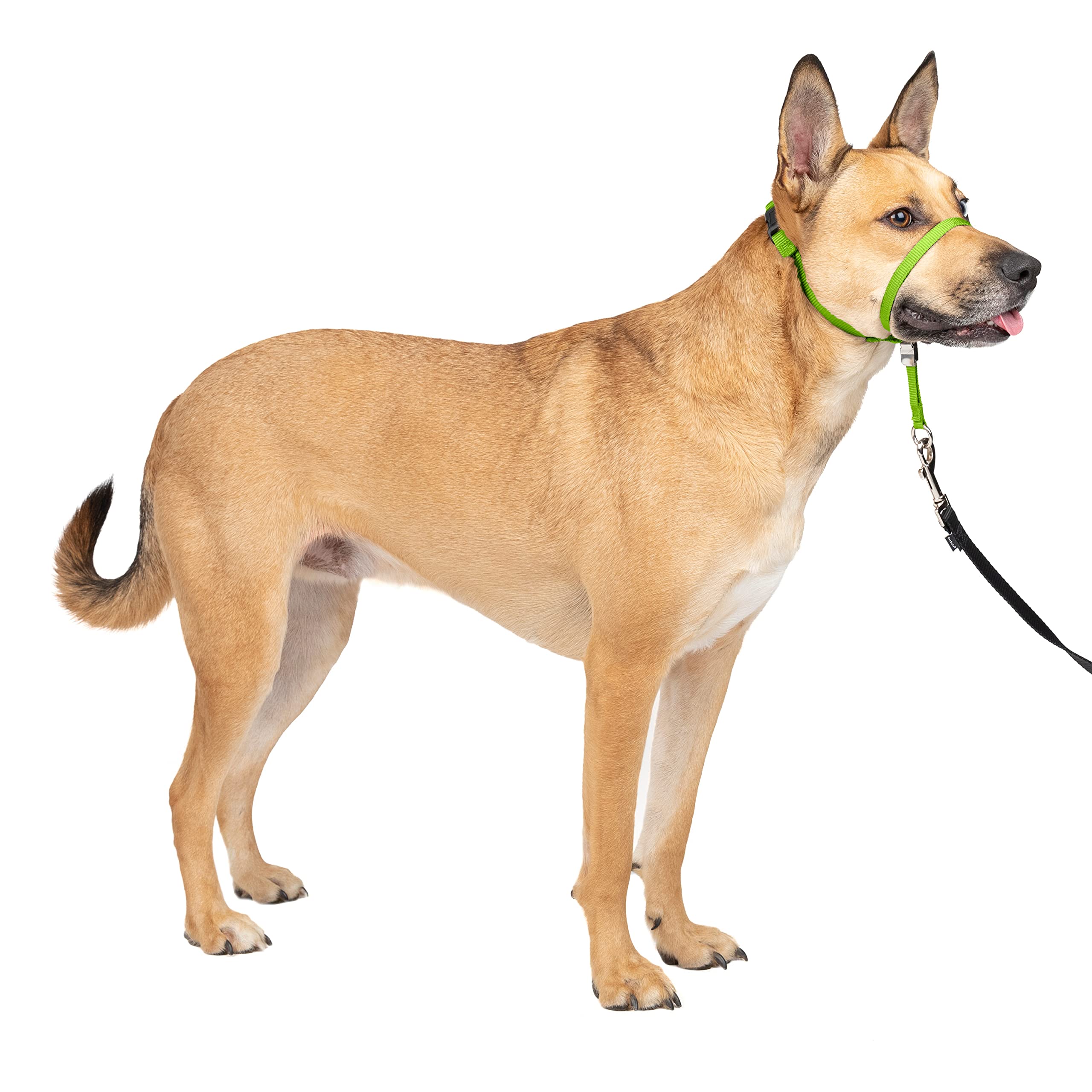 Petsafe Gentle Leader Headcollar, No-Pull Dog Collar - Perfect For Leash & Harness Training - Stops Pets From Pulling And Choking On Walks - Medium, Apple Green