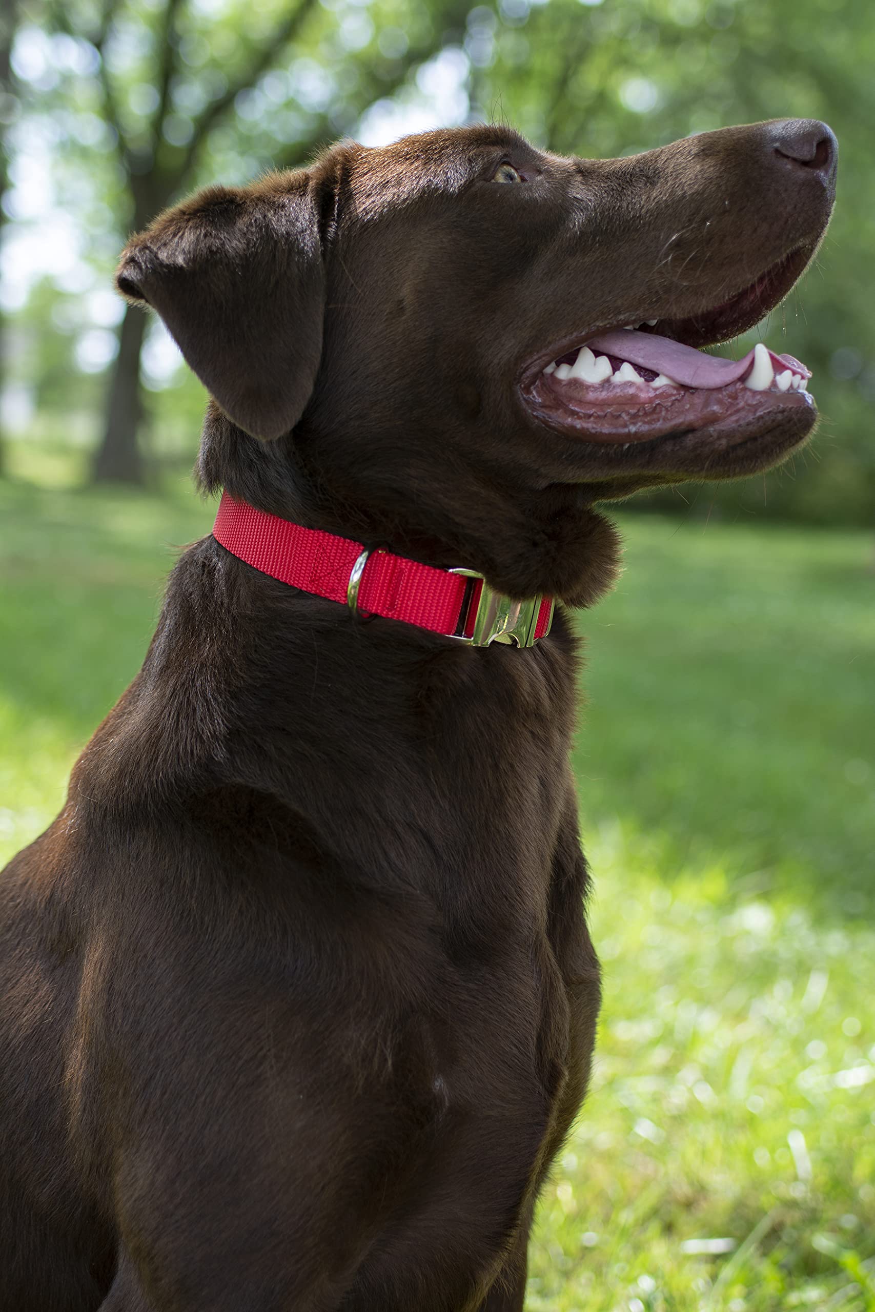 Country Brook Design - Vibrant 30+ Color Selection - Premium Nylon Dog Collar With Metal Buckle (Small, 3/4 Inch, Bright Red)