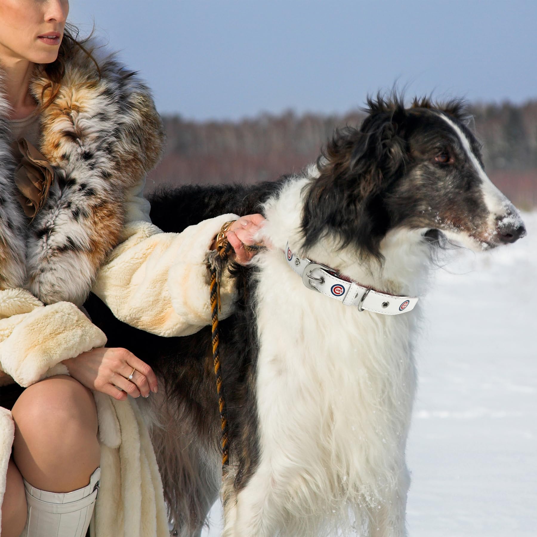 Mlb Dog Collar Chicago Cubs New Signature Pro Pvc-Leather Premium Pet Collars Extra Tough & Durable! Super Stylish! Size: Medium