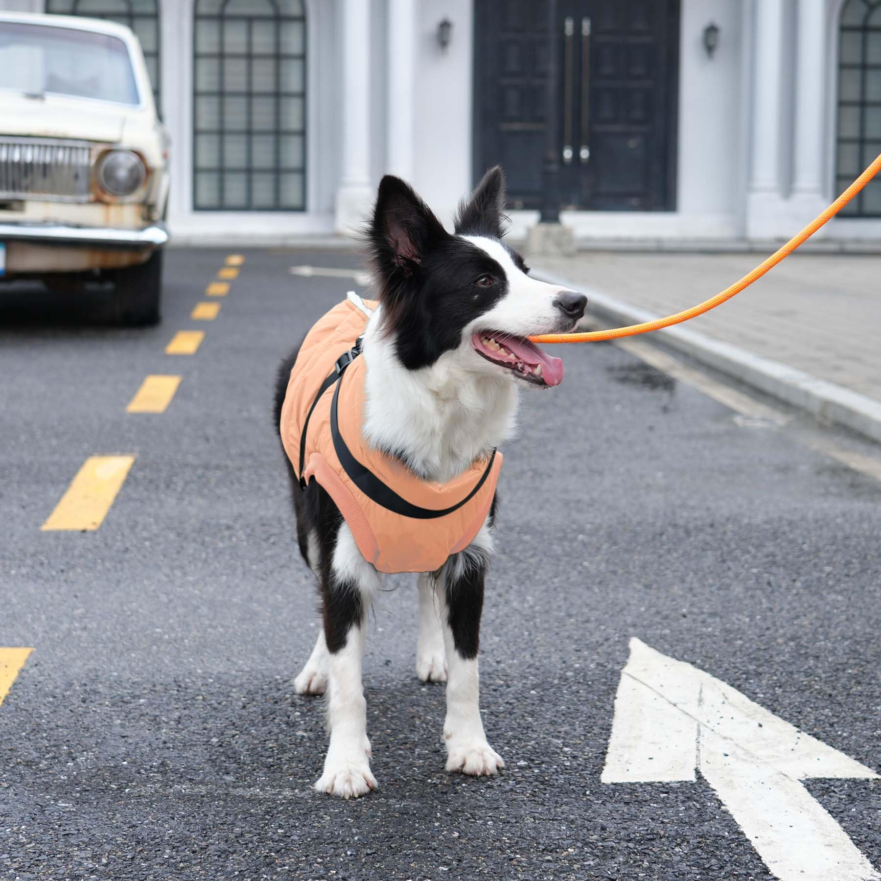 Joydaog Dog Jacket With Harness,Fleece Lined Warm Puppy Coat For Winter,Soft Windproof Small Dog Vest,Lightorange Xs
