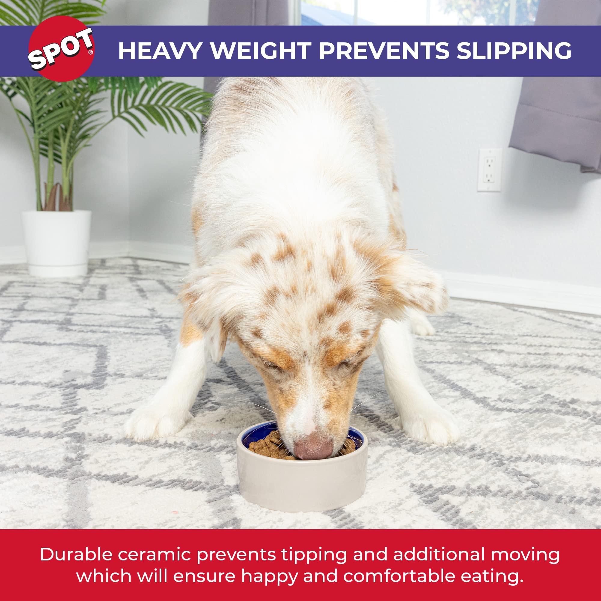 Ethical Pet Dog Dish Size: 2.75' H X 5.25' W X 5.25' D