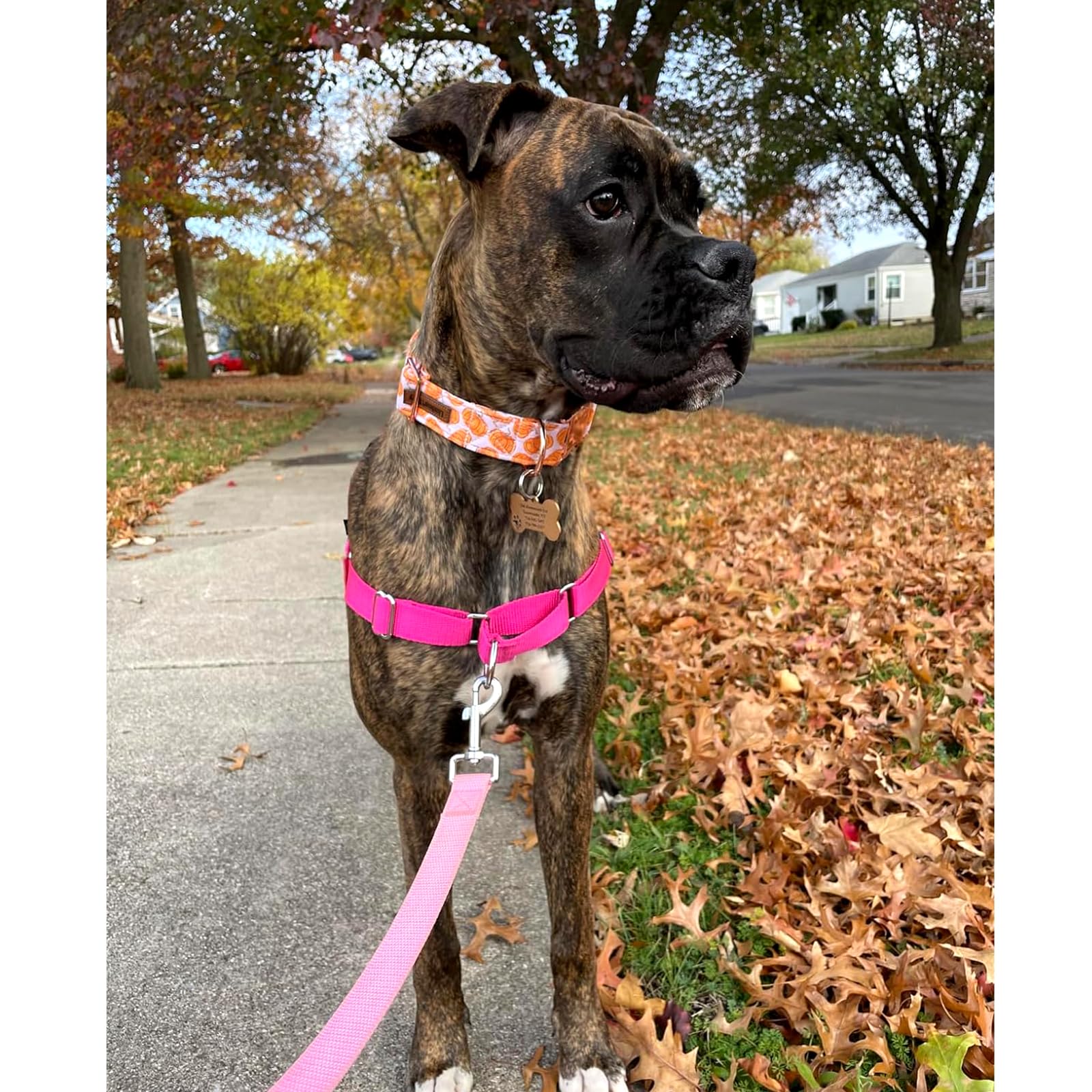 Lionheart Glory Halloween Dog Collars Pumpkin Dog Collar Heavy Duty Adjustable Fall Dog Collar For Large Collar Dog Female Or Ma