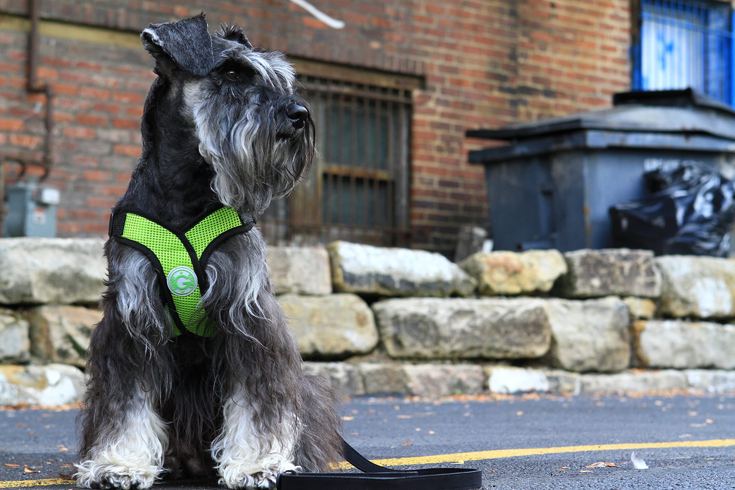 Gooby Comfort X Head In Harness - Green, Medium - No Pull Small Dog Harness Patented Choke-Free X Frame - Perfect On The Go Dog