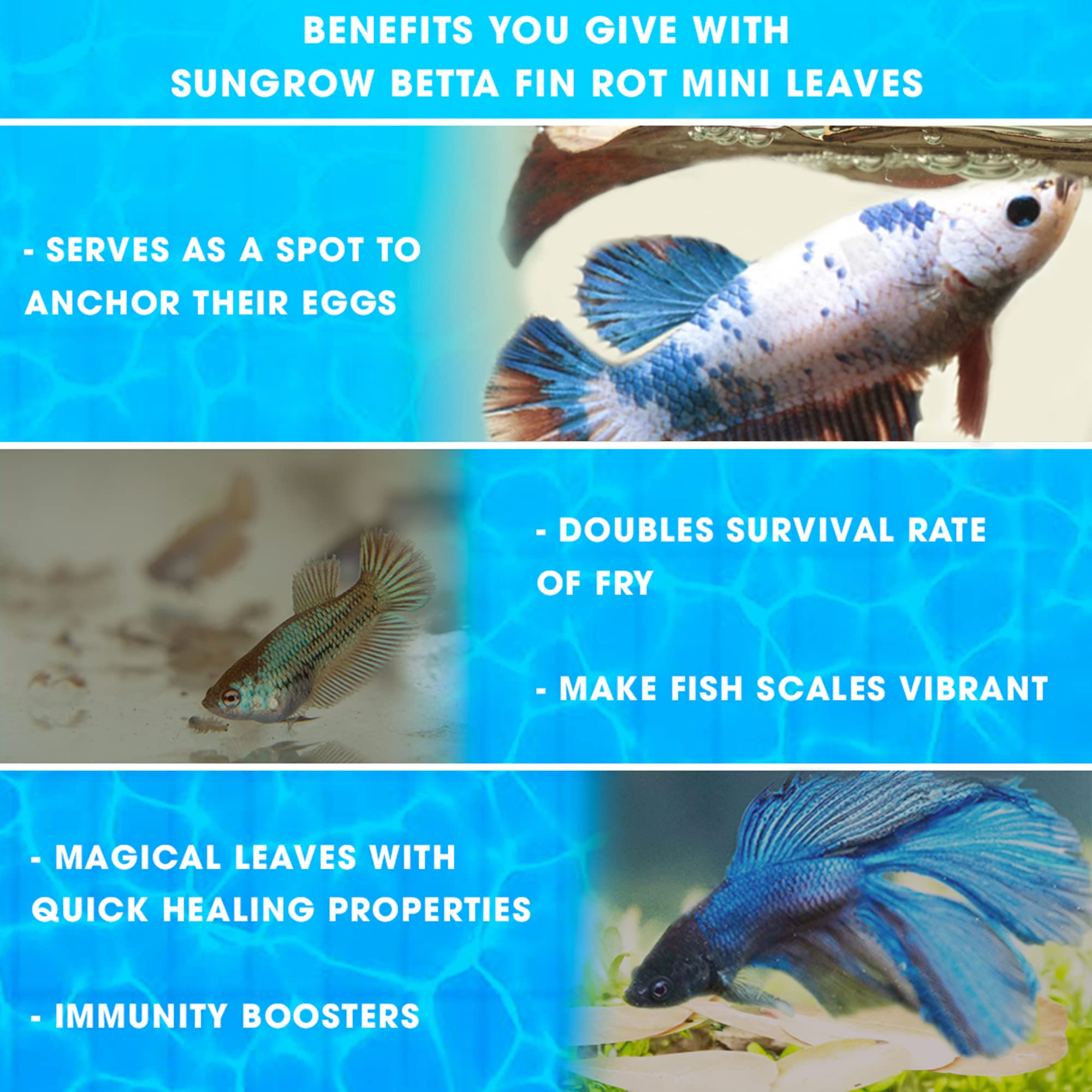 SunGrow 50 pcs Betta Fin Rot Treatment Catappa Indian Almond Leaves, 2, Betta Water Conditioner Leaves for Fish Tank Aquarium, L