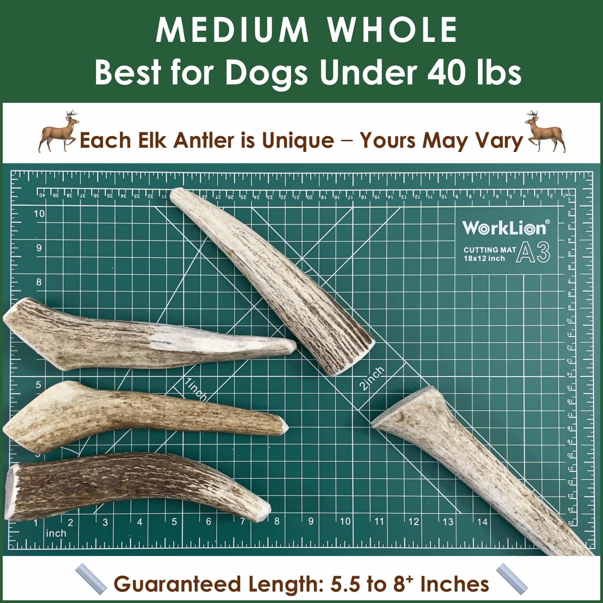 Deluxe Naturals 5-Pack Medium Whole Elk Antler Dog Chews, 5.5-8+ Inches, Long-Lasting Natural Dog Chews for Aggressive Chewers,