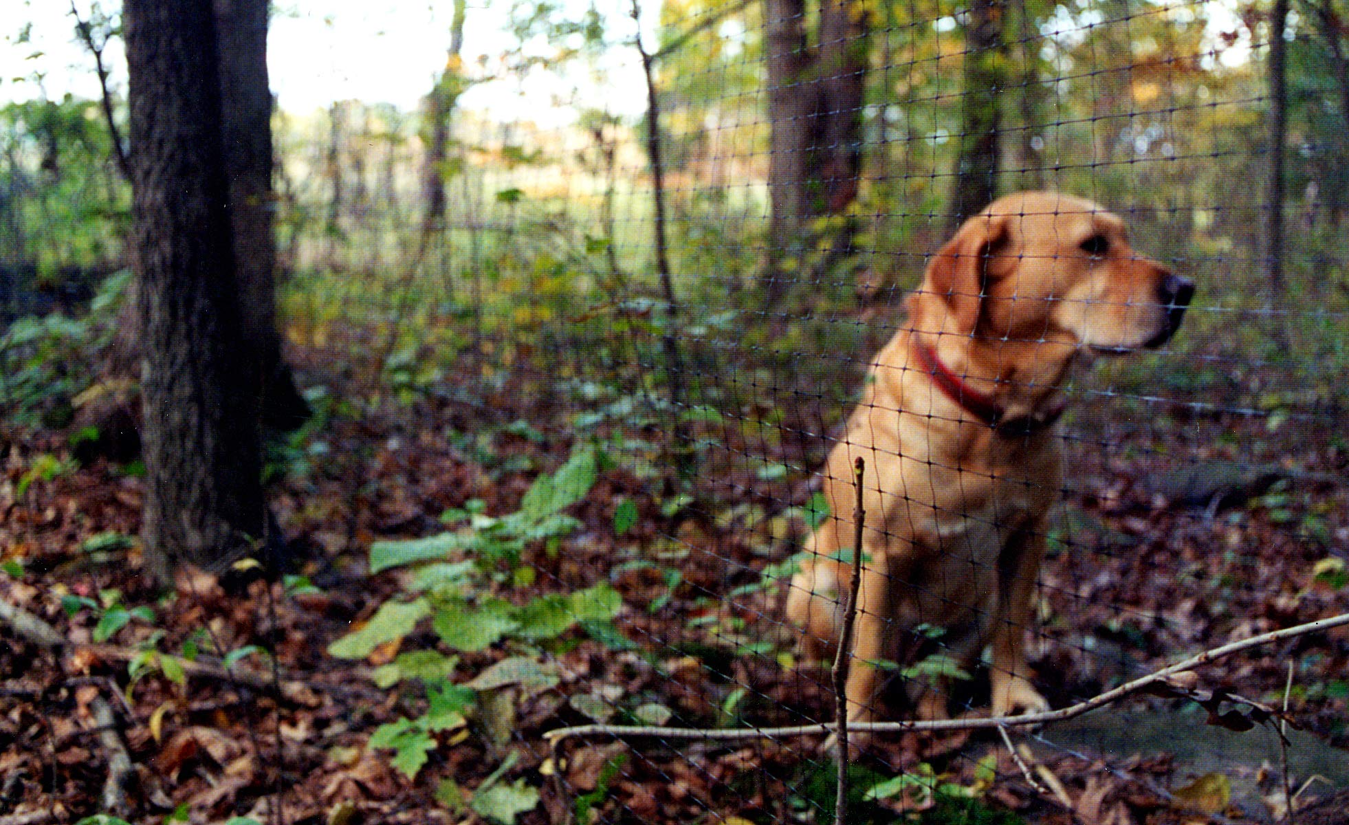Tenax 2A140075 Pet Fence Select Pet Fence, Black, 4' X 330'
