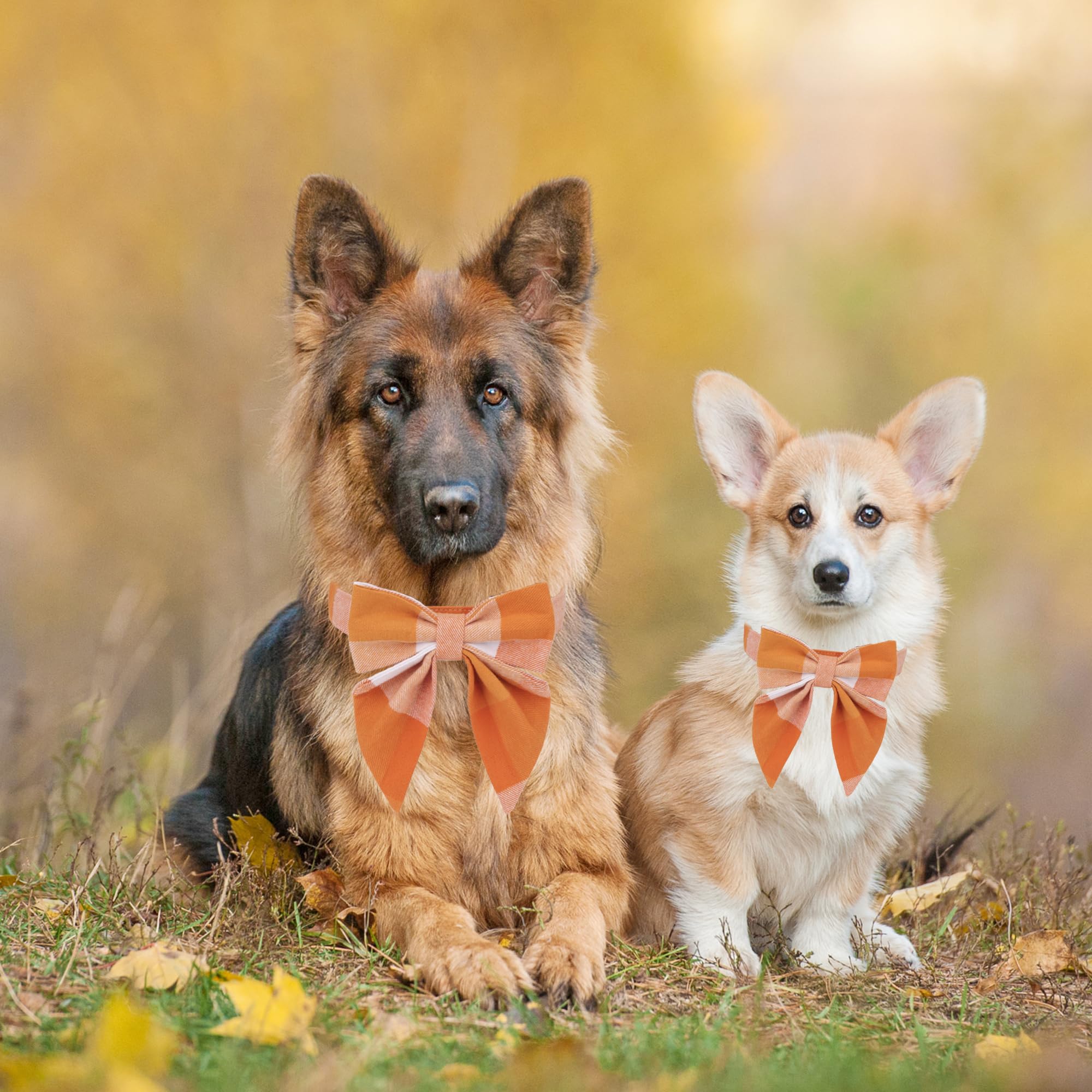 Adoggygo Fall Dog Collar With Bow, Halloween Thanksgiving Dog Bowtie Collar, Adjustable Orange Dog Fall Collars For Small Medium Large Dogs Pets (Large, Fall)