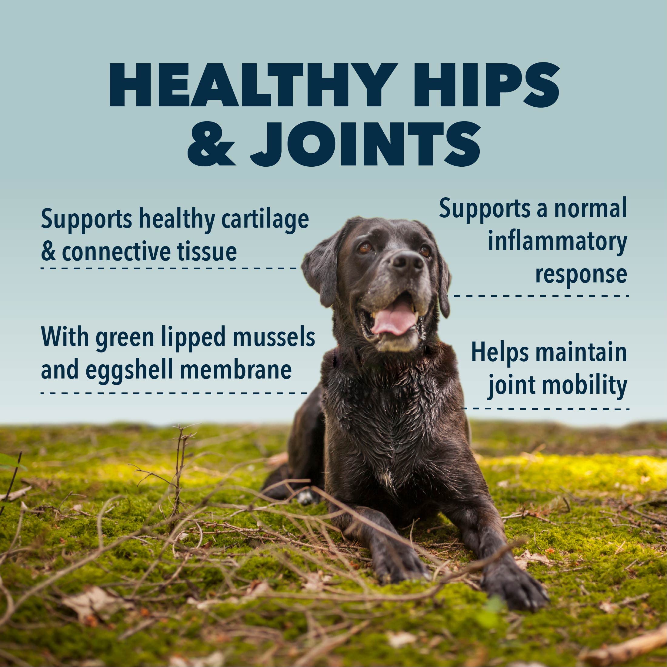 Four Leaf Rover Hip & Joint - Mobility & Joint Support with Glucosamine and Chondroitin for Dogs, 2.4 oz - 22 to 60 Day Supply,