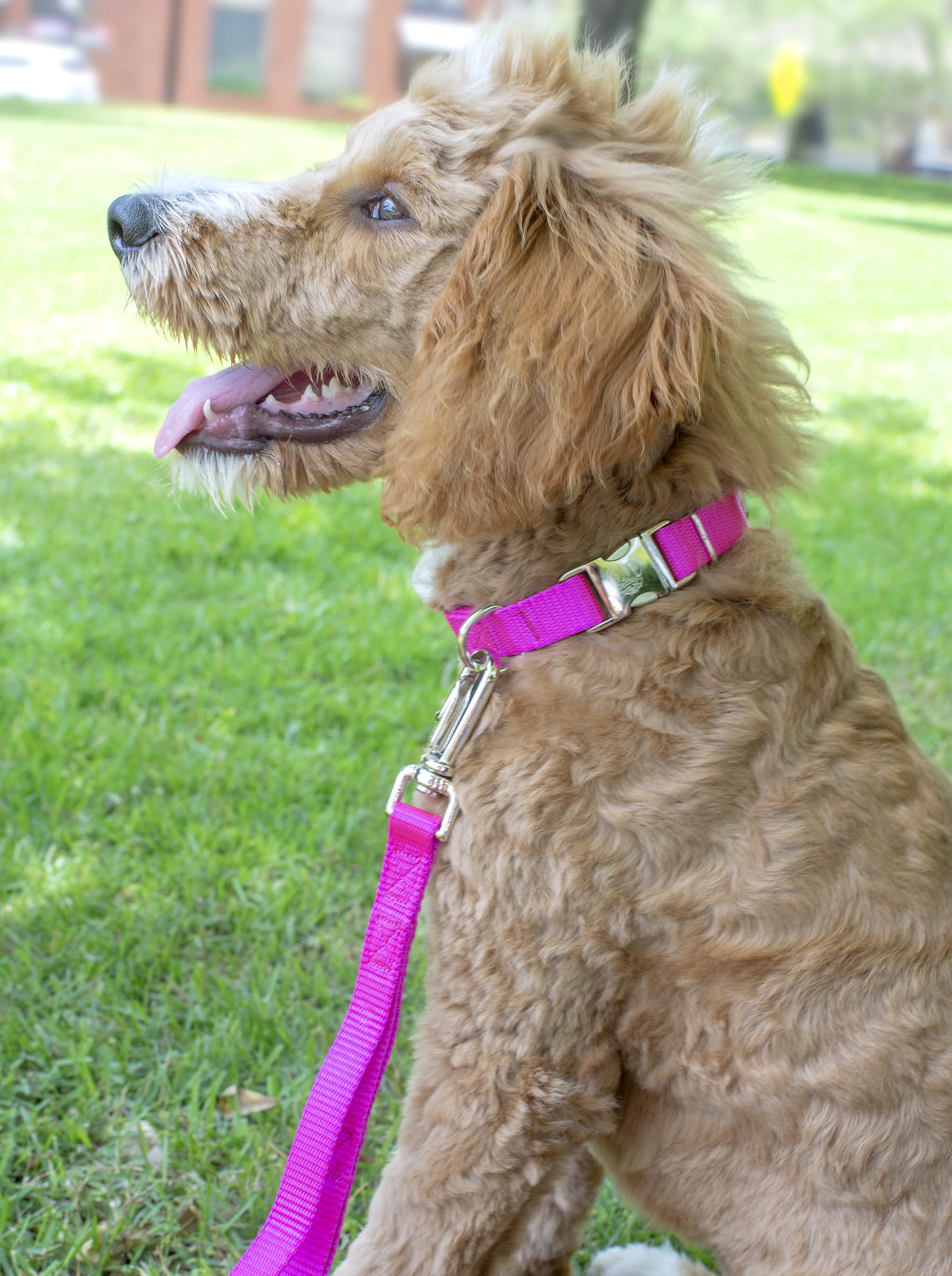 Country Brook Petz Premium Nylon Dog Collar With Metal Buckle For Small Medium Large Breeds - Vibrant 30+ Color Selection (Mediu