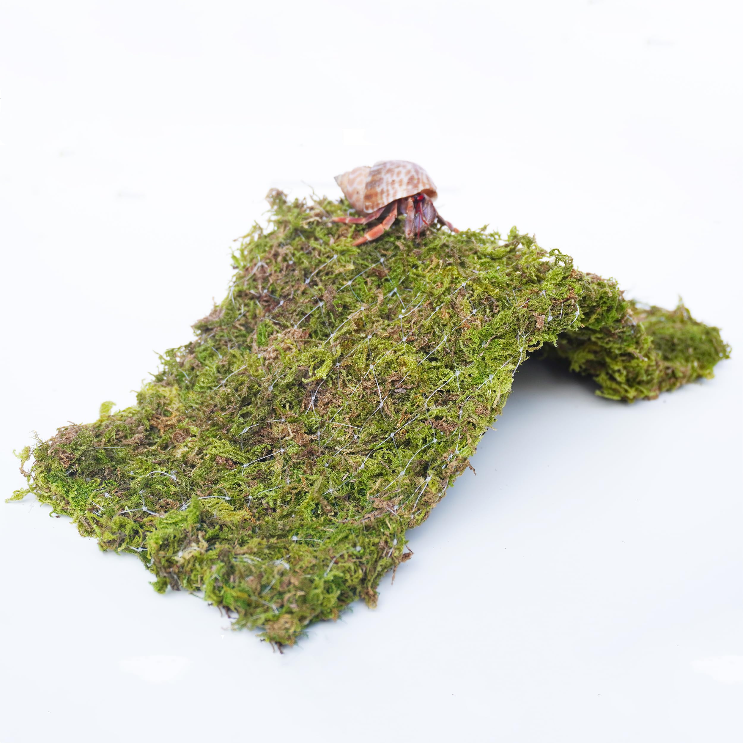 Begeterday Hermit Crab Climbing Toys, 13.5 Inch Bendable Climbing Bridge, Ideal Hermit Crab Supplies For 10 Gallon Hermit Crab T