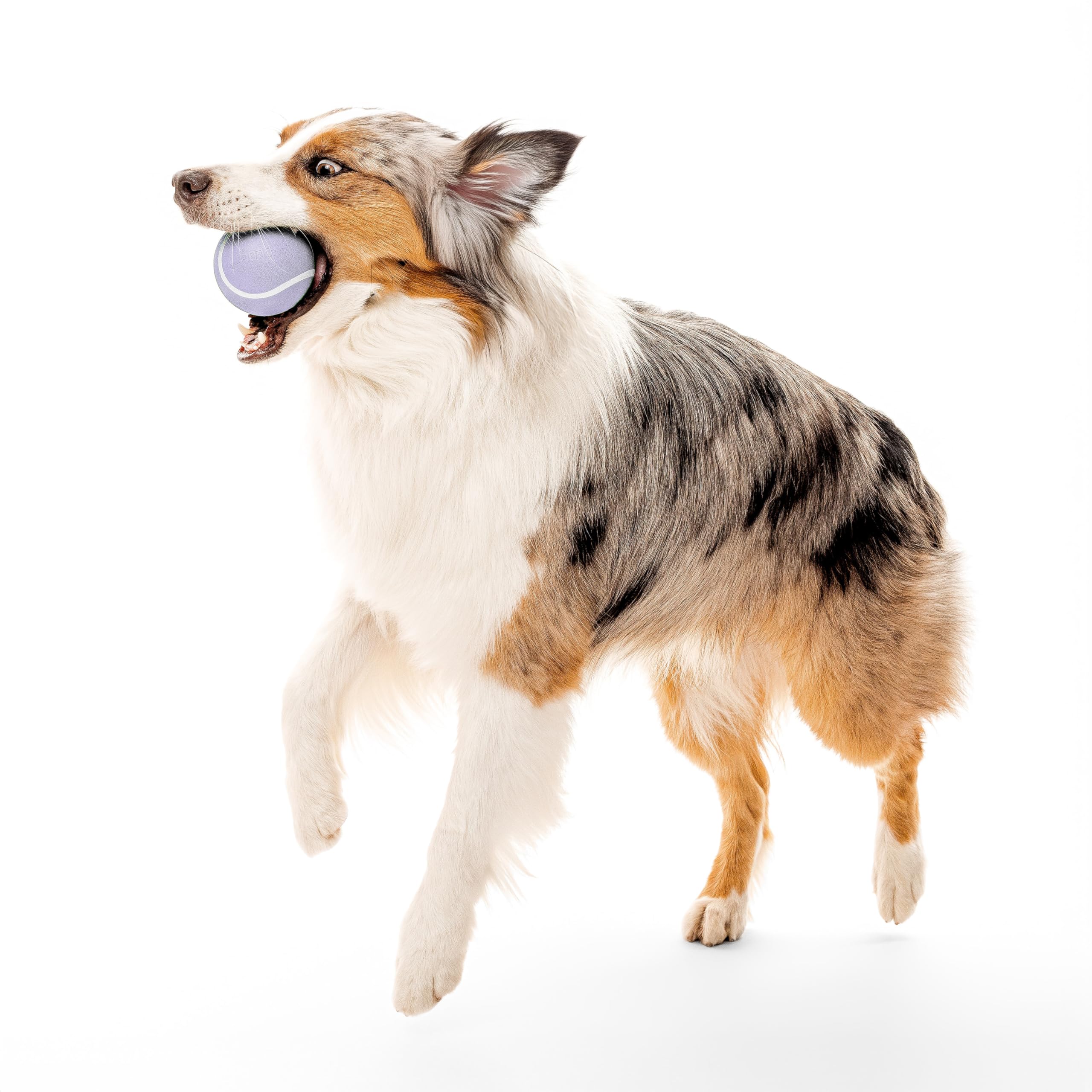 Playology Dog Toys | Squeaky Chew Ball - Bouncy Durable Floating Fetch Ball for Dogs | Jumbo Lamb Scented Toy - Easy to Clean an