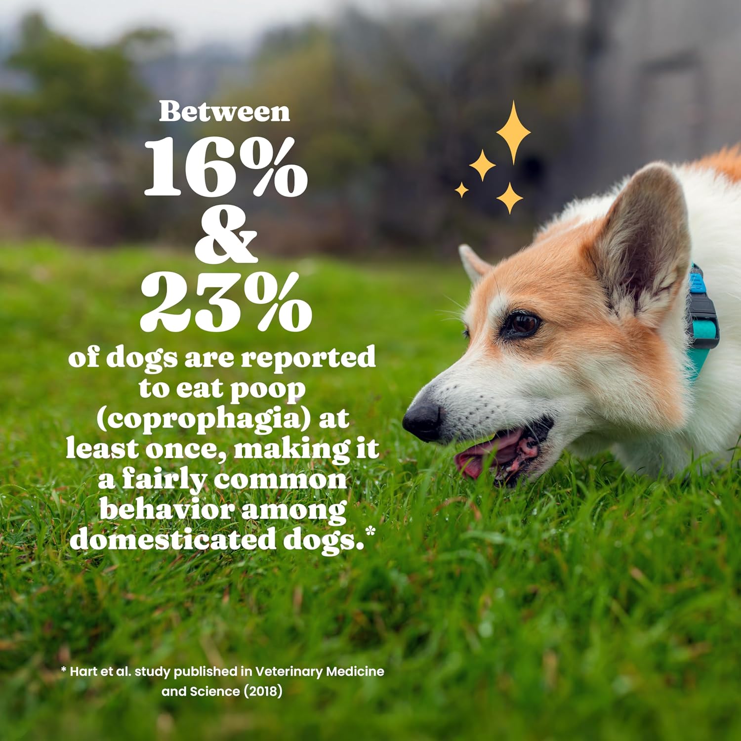 Solid Gold No Poo Chews for Dogs - Coprophagia Deterrent & Stool Eating Deterrent for Dogs that Eat Dog Poop - Stop Eating Poop