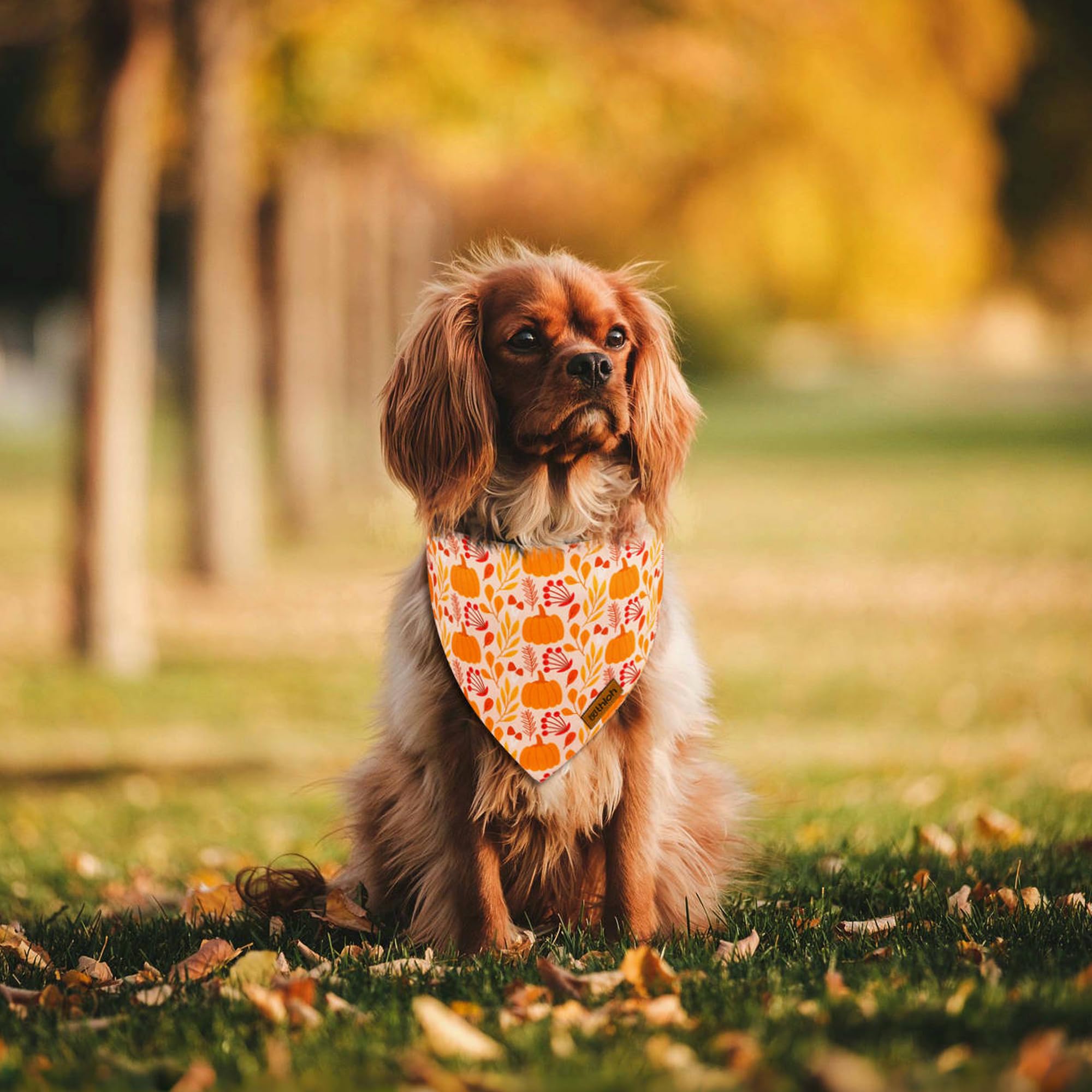 Thloh Fall Dog Bandanas - 2 Pack Thanksgiving Dog Bandana With Snap Button | Reversible Pumpkin Pet Scarf For Boy & Girl | Premi