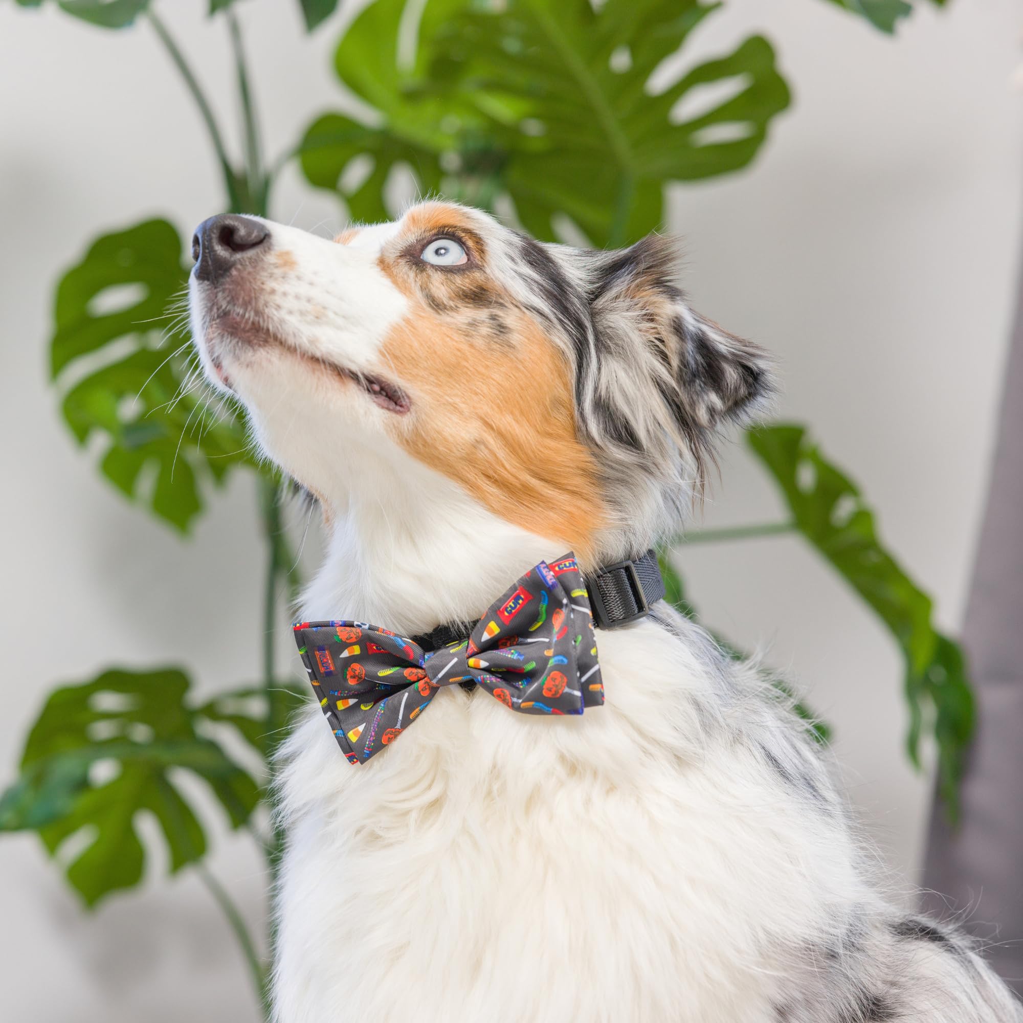 Huxley & Kent Bow Tie For Pets | Creepy Candy (Small) | Halloween Hook & Loop Bow Tie Collar Attachment | Fun Bow Ties For Dogs & Cats | Cute, Comfortable, And Durable | H&K Bow Tie