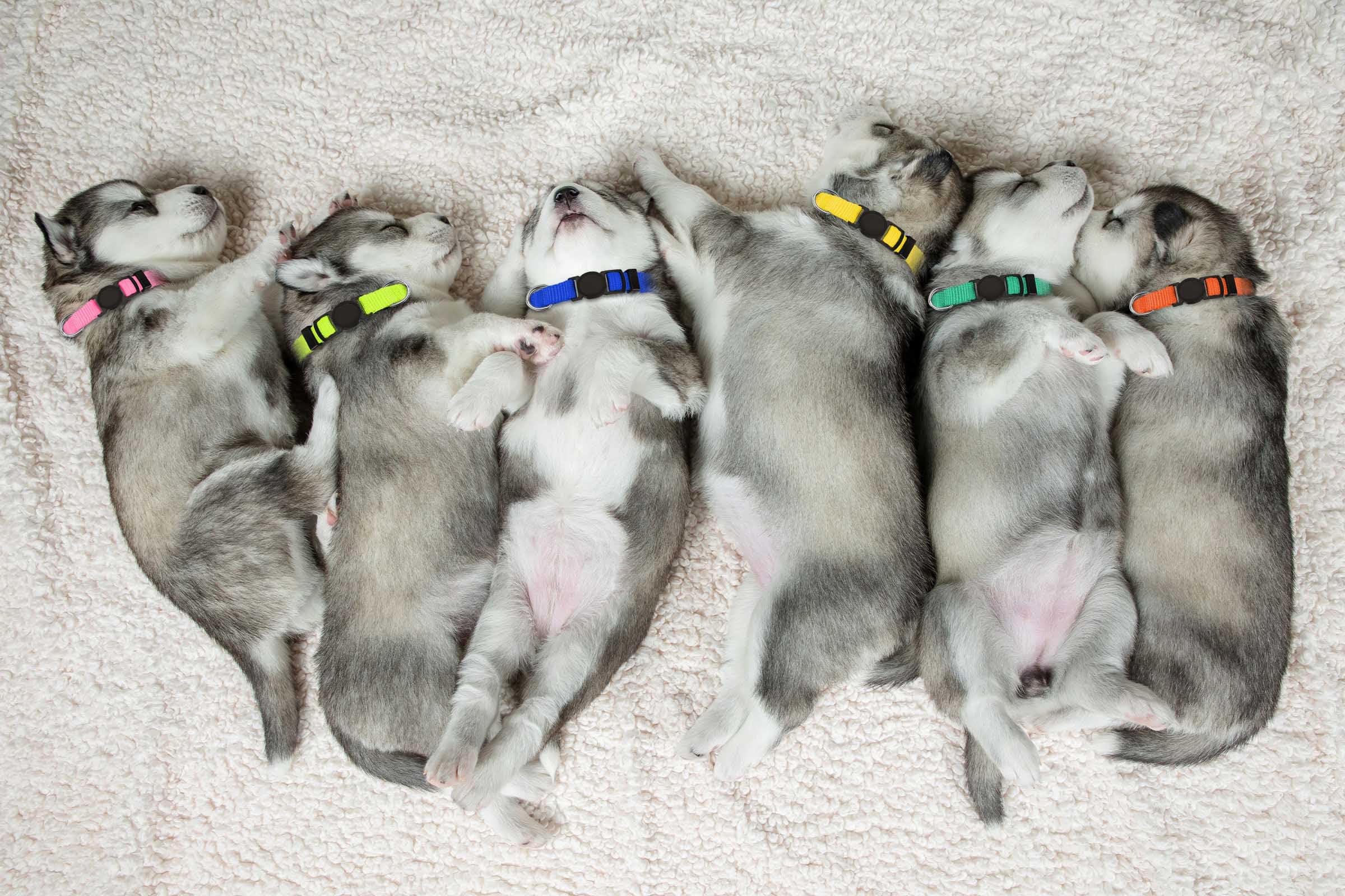 20 Pcs Puppy Collars,Puppy Collars For Litter,Puppy Collars For Small Puppies,Nylon Breakaway Puppy Id Collars Whelping Collars Litter Collars(S)