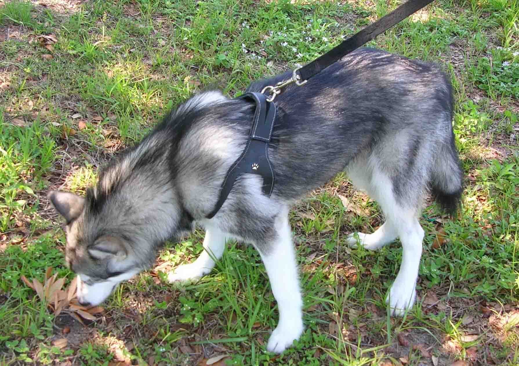 Chokefree Pet Shoulder Collar, 28-Inch, Non Metallic Black