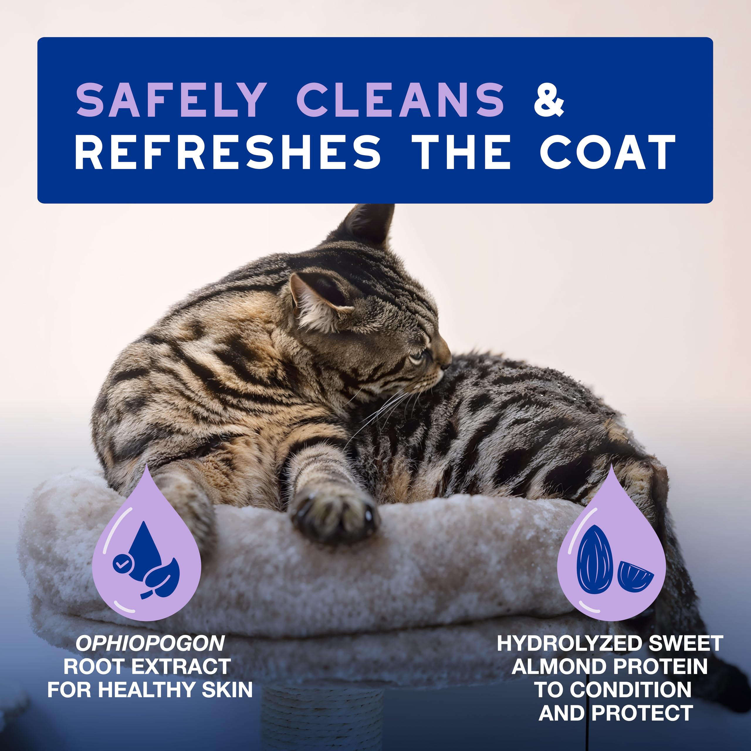 Douxo Skin & Coat Spa - Ultra-Safe Low-Stress Refresh Leave-On Mousse For Cats, 10 Fl Oz, Safely Cleans And Refreshes The Coat,