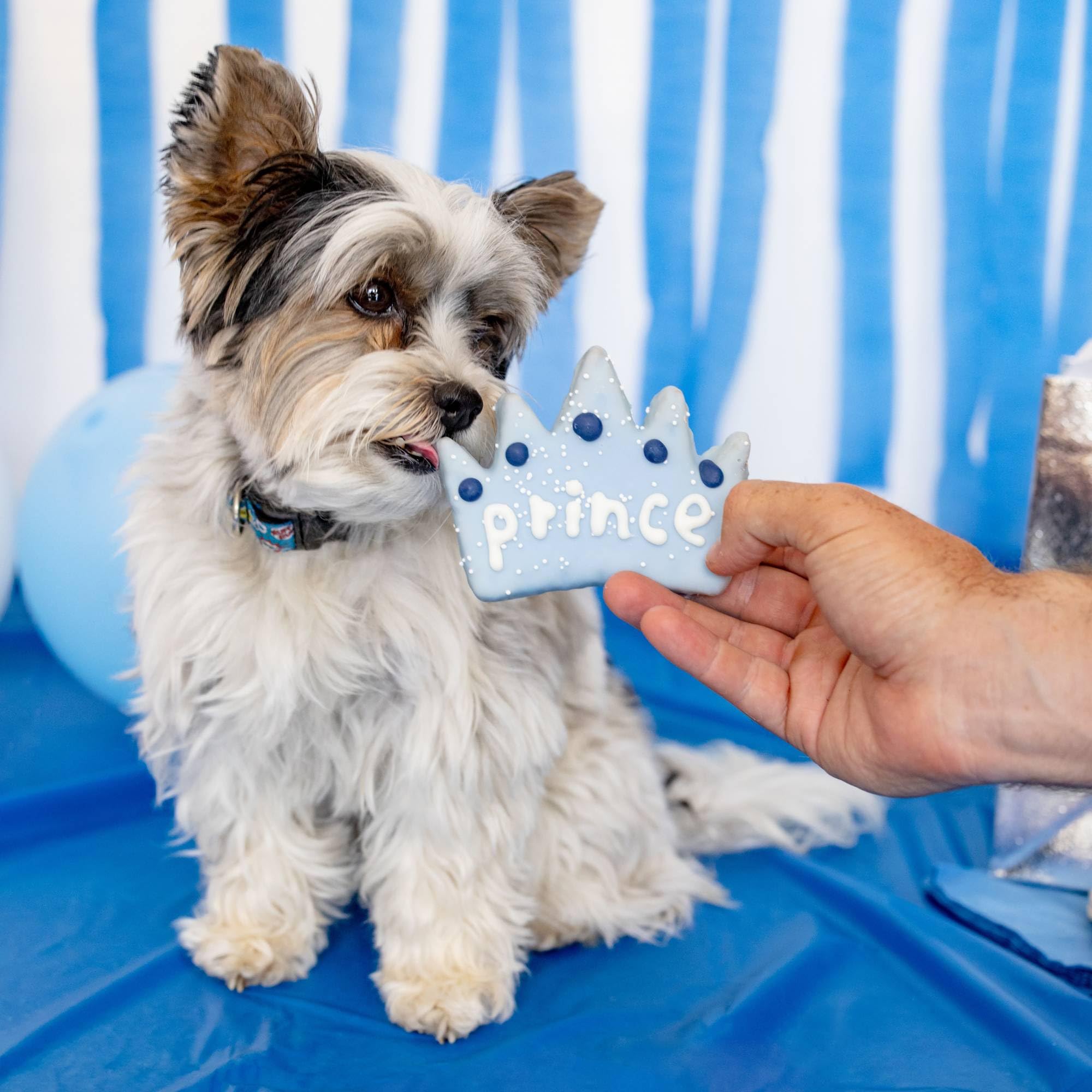 Wufers Dog Birthday Cookie Box - Dog Cookies, Human Grade Ingredients, Cute Hand Decorated and Gentle for Tummies of All Breed S