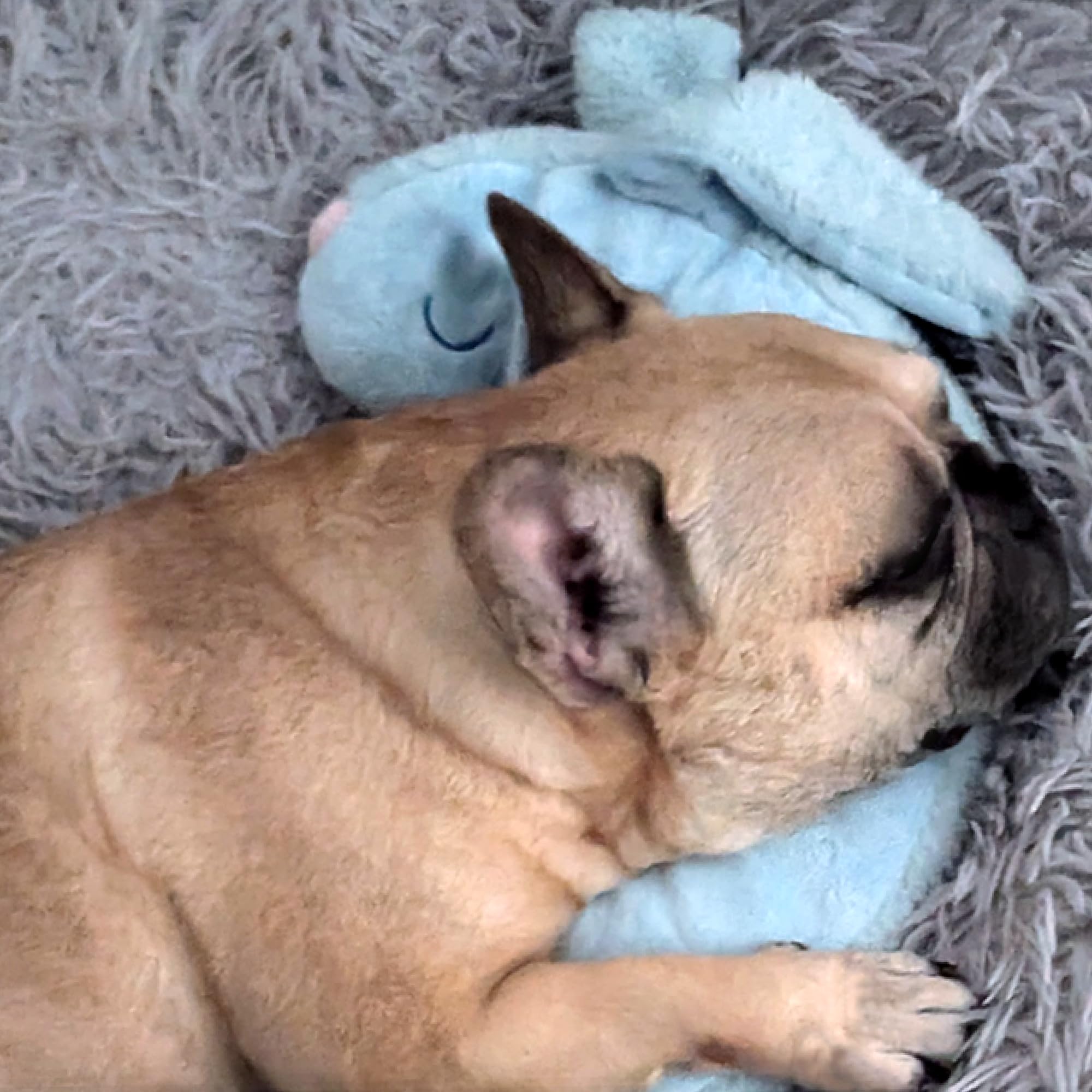 Race&Herd Puppy Heartbeat Toy Sleep Aid, Puppy Must Haves For Separation Anxiety Relief, Heartbeat Toy For Dogs And Calming Stuf