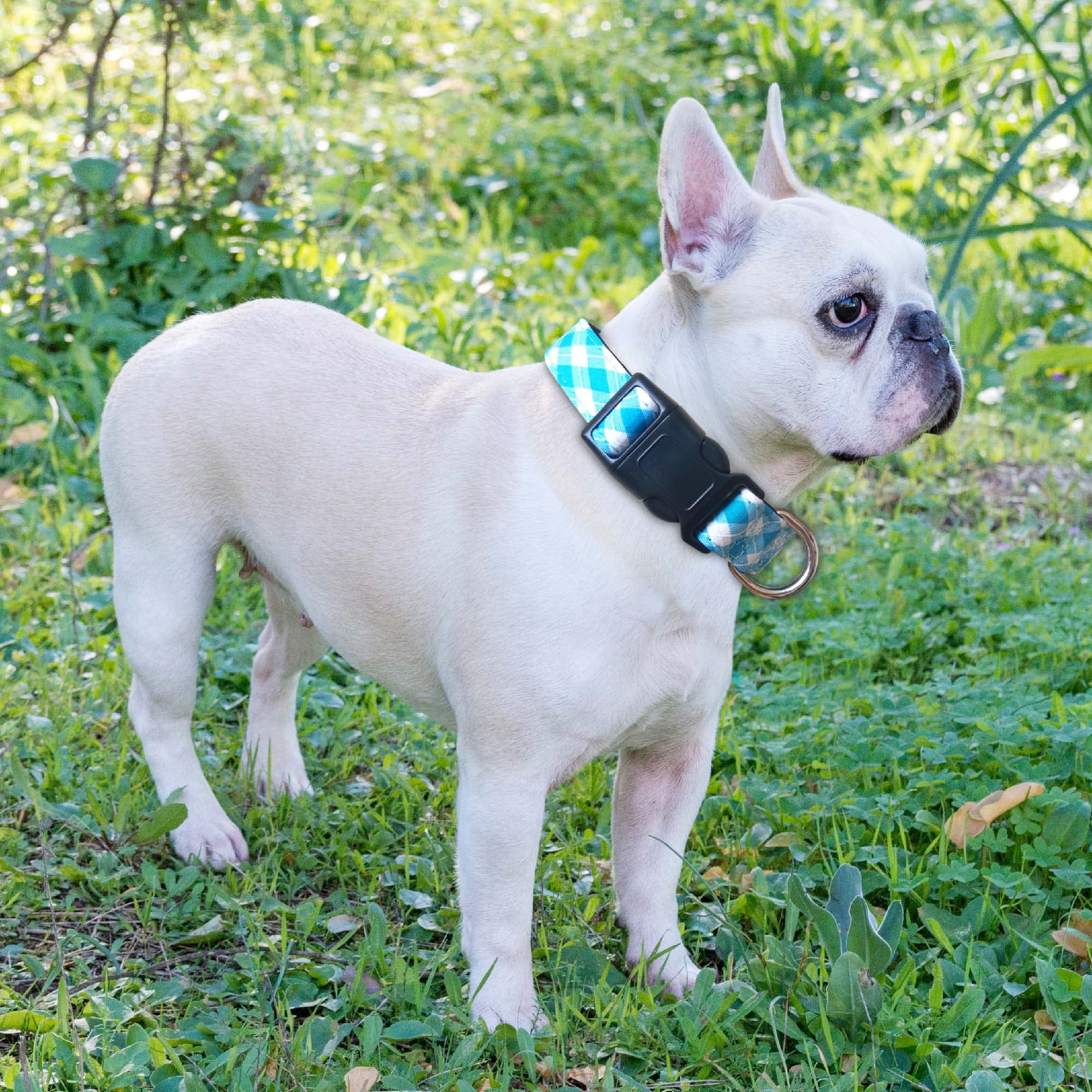 Ladoogo Reflective Dog Collar Padded With Soft Neoprene Breathable Adjustable Nylon Dog Collars For Small Medium Large Dogs (Medium (Pack Of 1), Vivid Blue Plaid Collar+Leash)