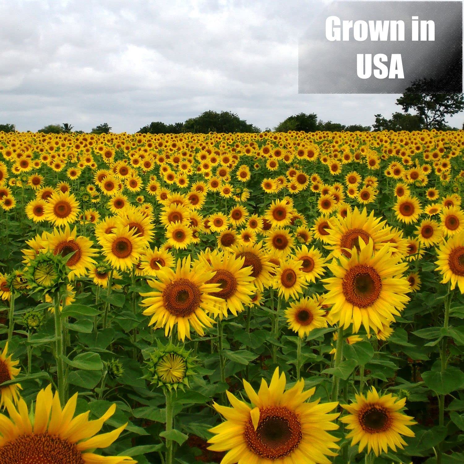 Old Potters Wildlife Black Oil Sunflower Seeds for Birds and Wildlife, Non-GMO & USA Grown on Small Farms (50 lbs)